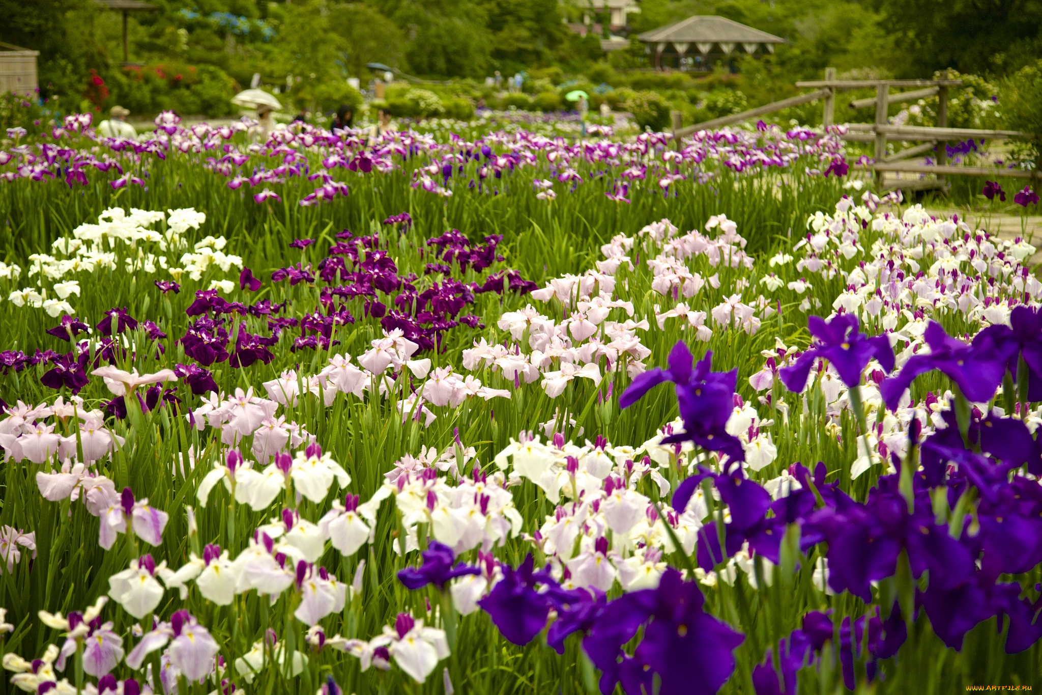 цветы, ирисы, красота