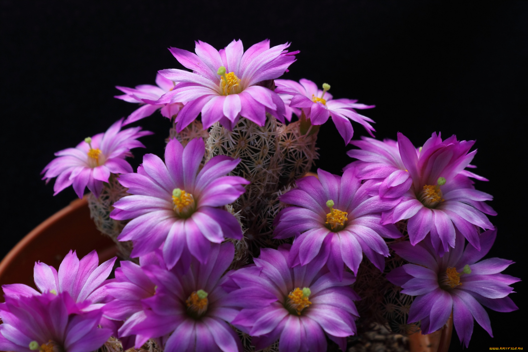 цветы, кактусы, розовый