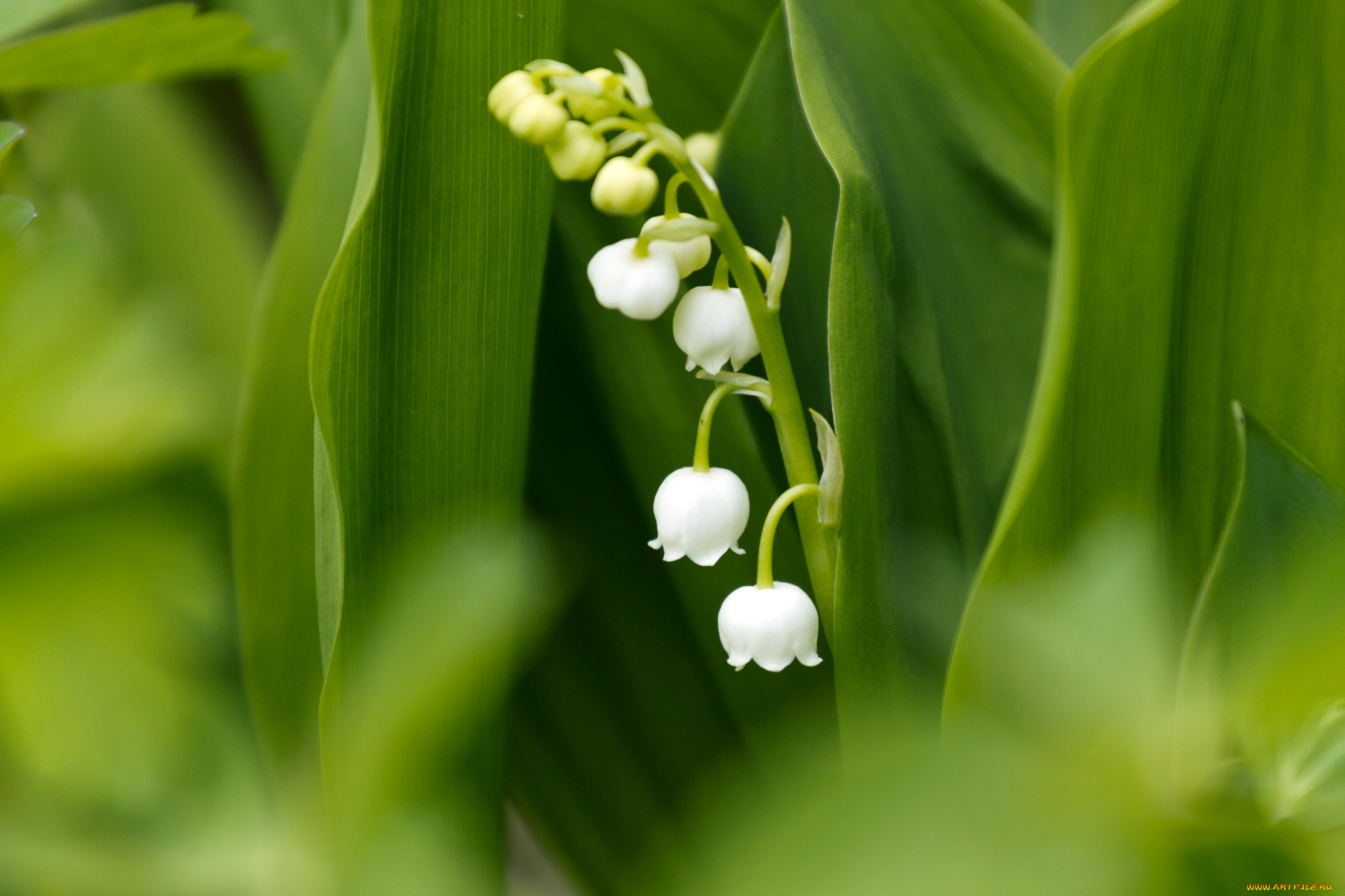 цветы, ландыши, деликатность