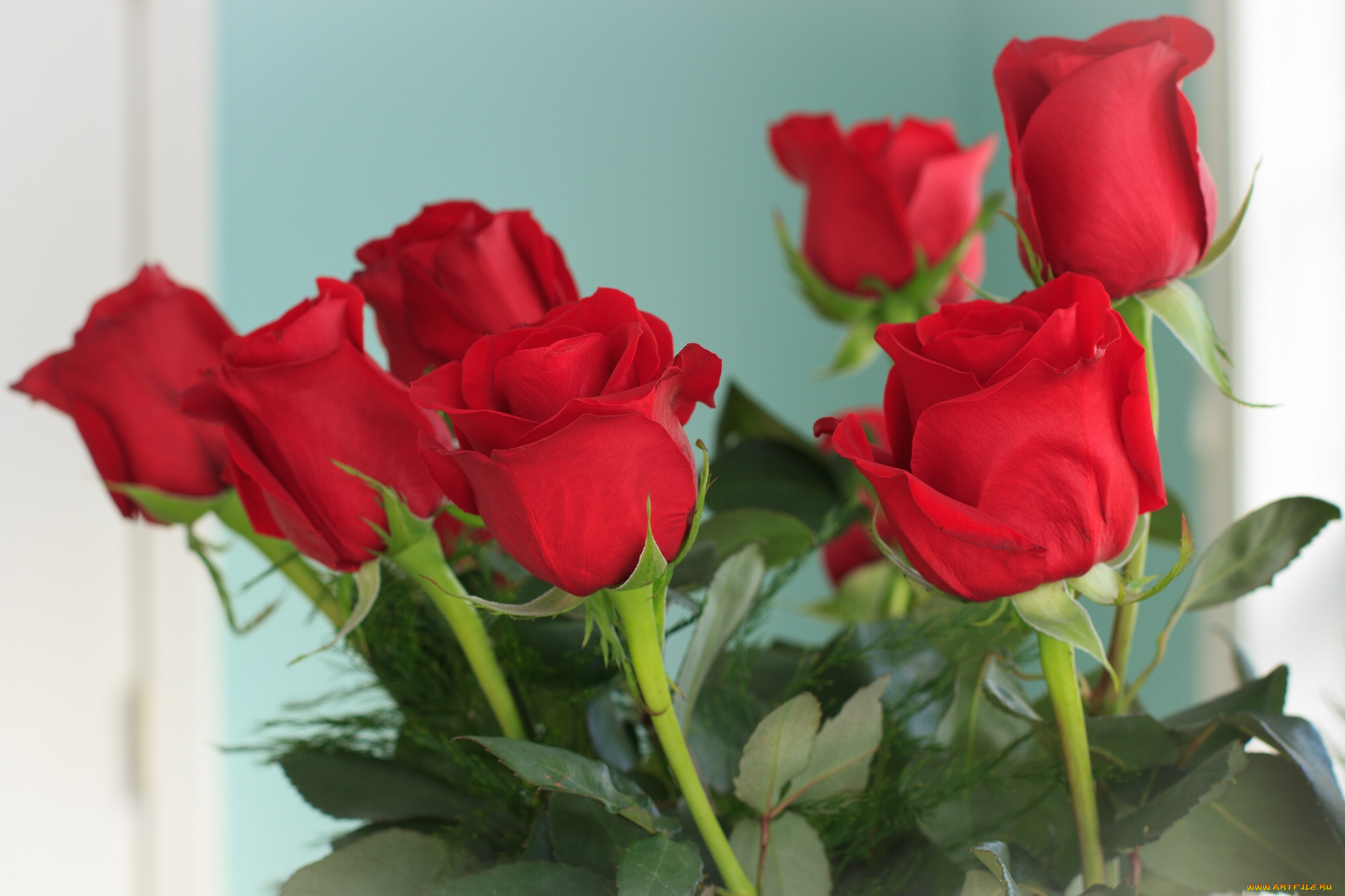 цветы, розы, бутоны