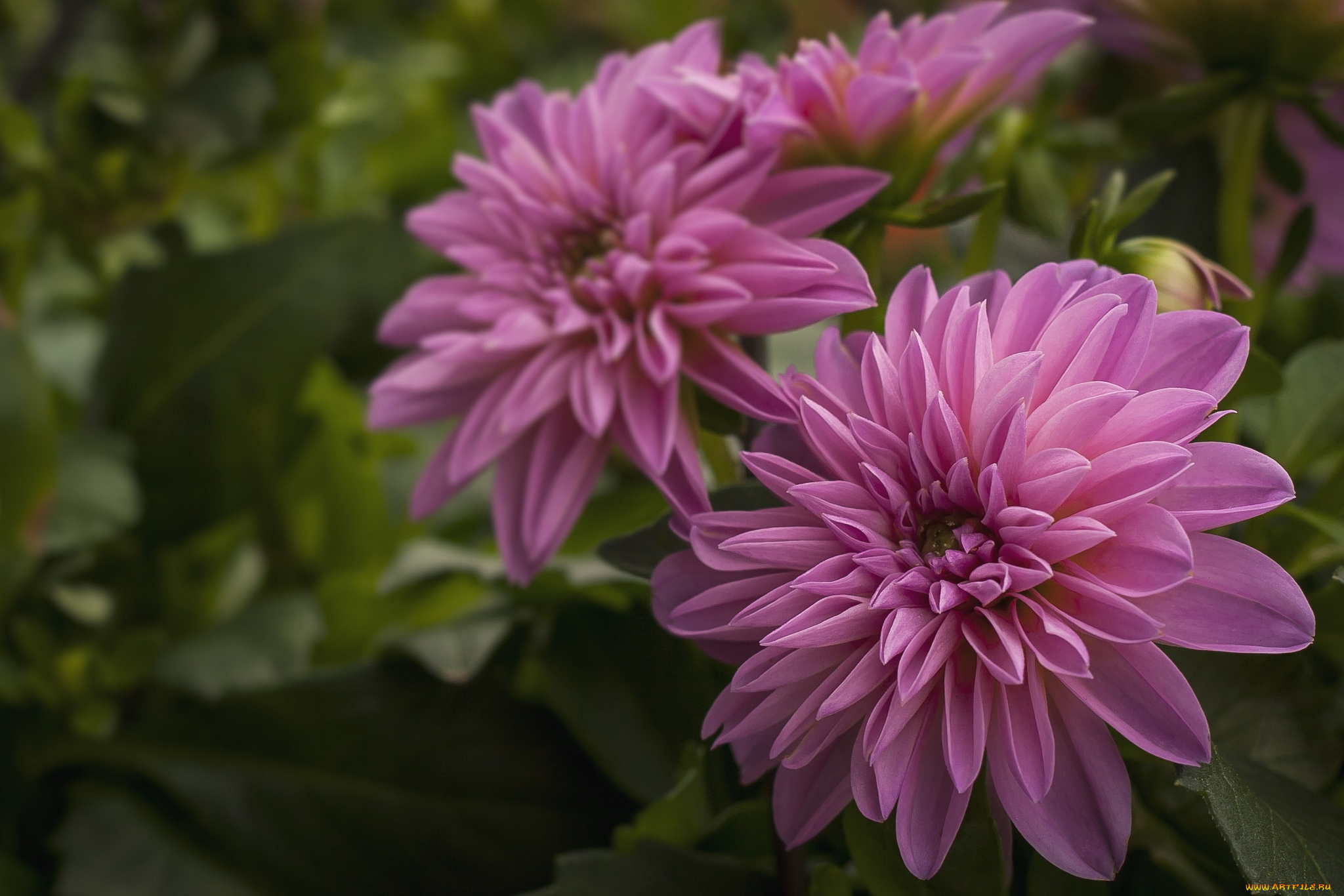 цветы, георгины, розовый