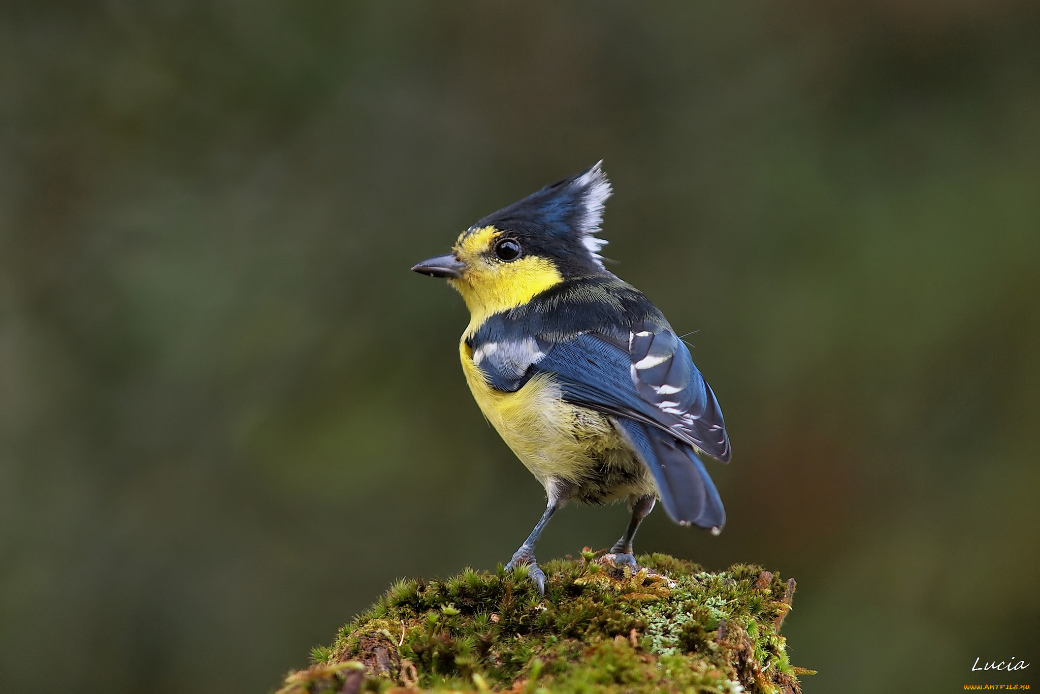 животные, синицы, лазоревки, хохолок
