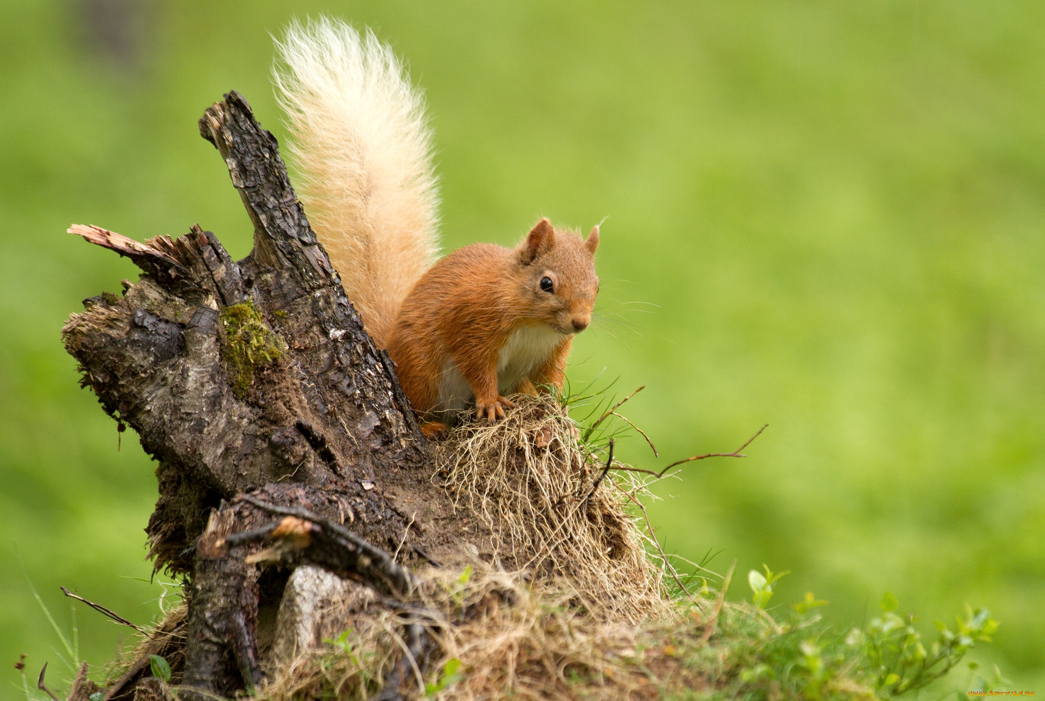 животные, белки, зверек, коряга