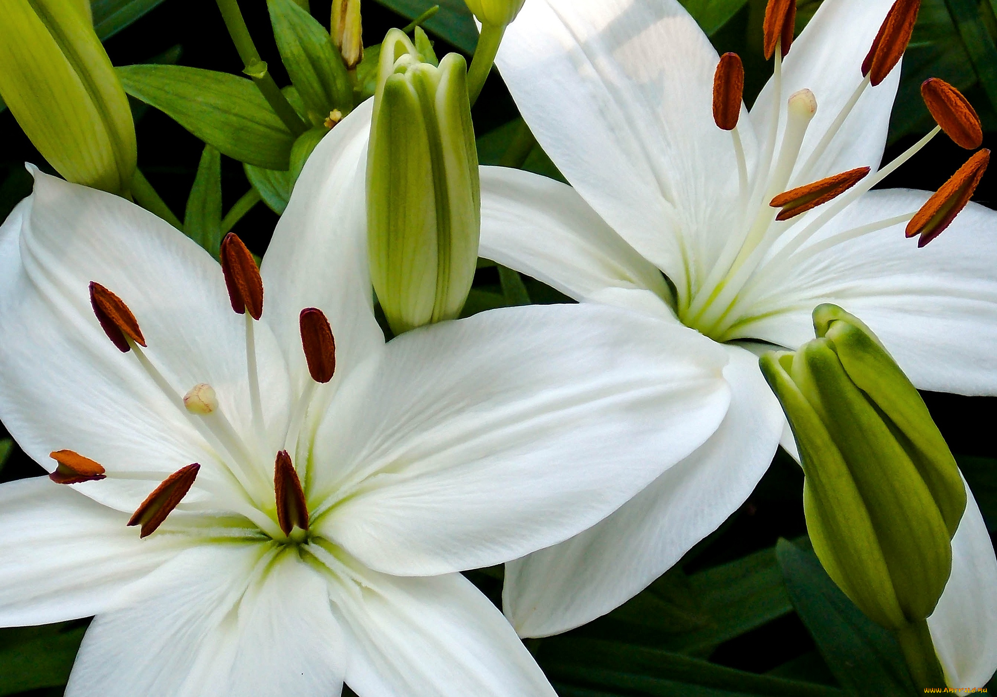цветы, лилии, лилейники, белый