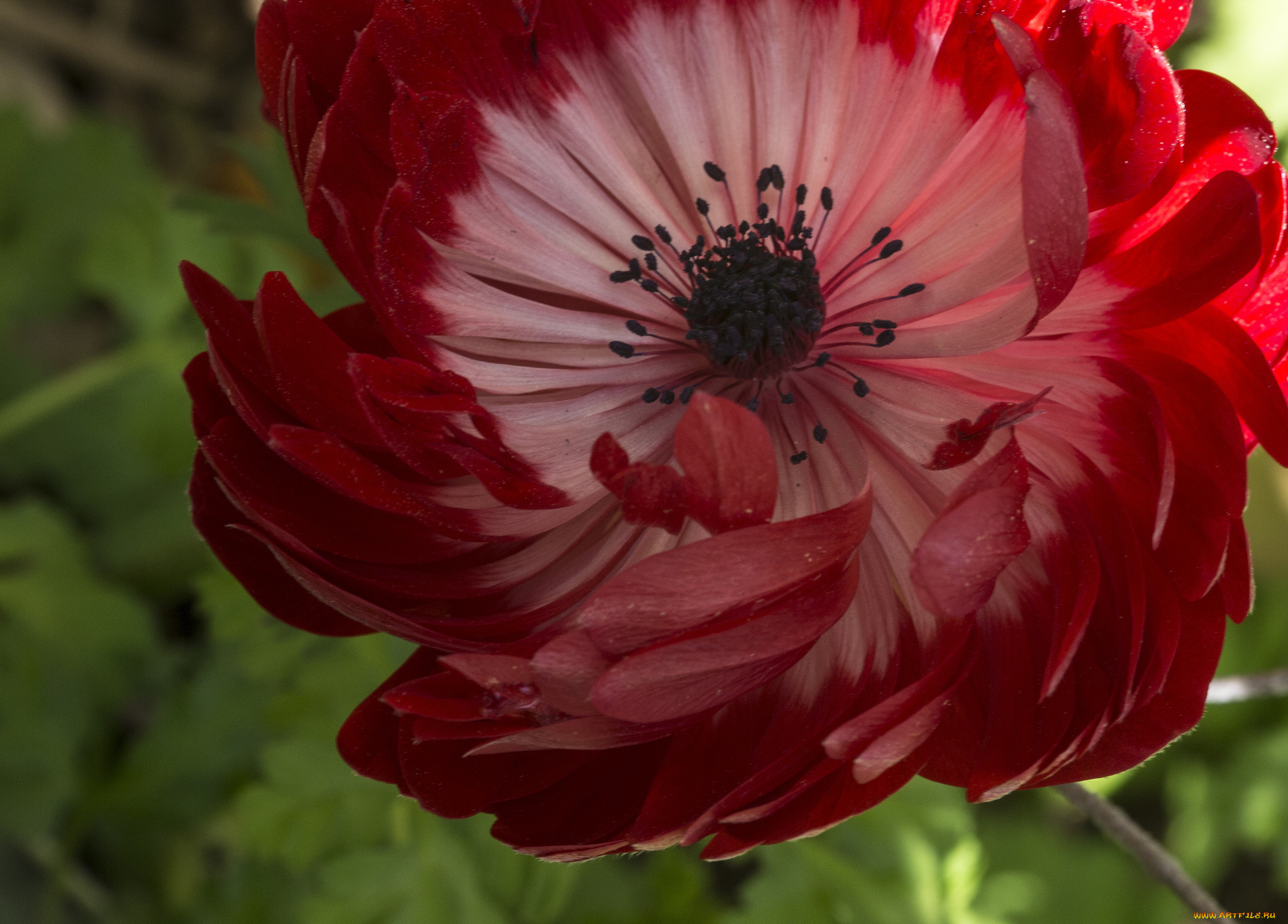 цветы, анемоны, адонисы, лепестки, макро