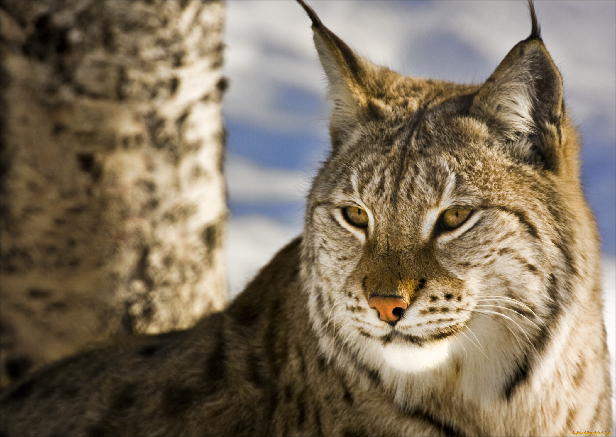 животные, рыси, кошка