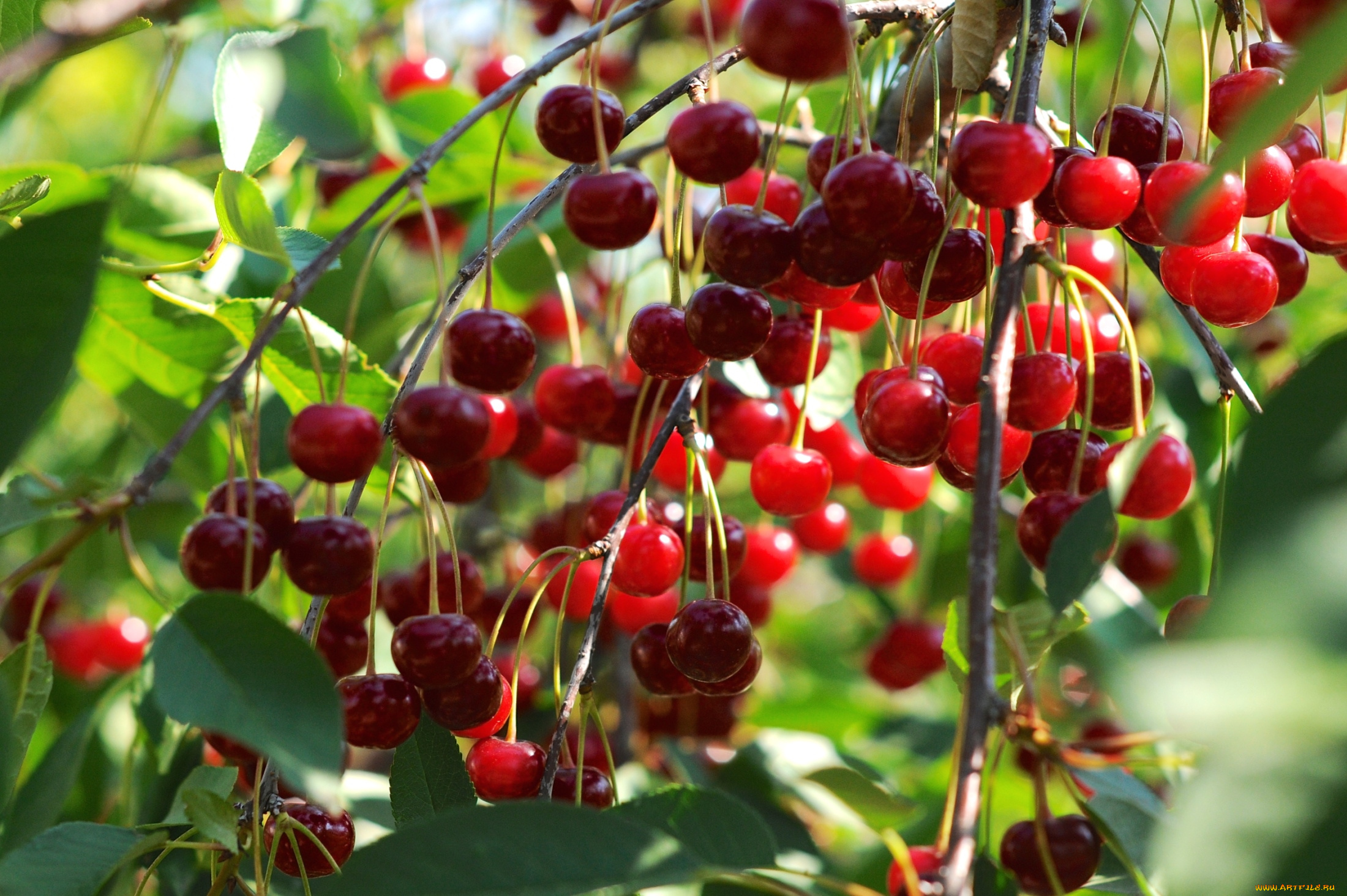 природа, Ягоды, вишня