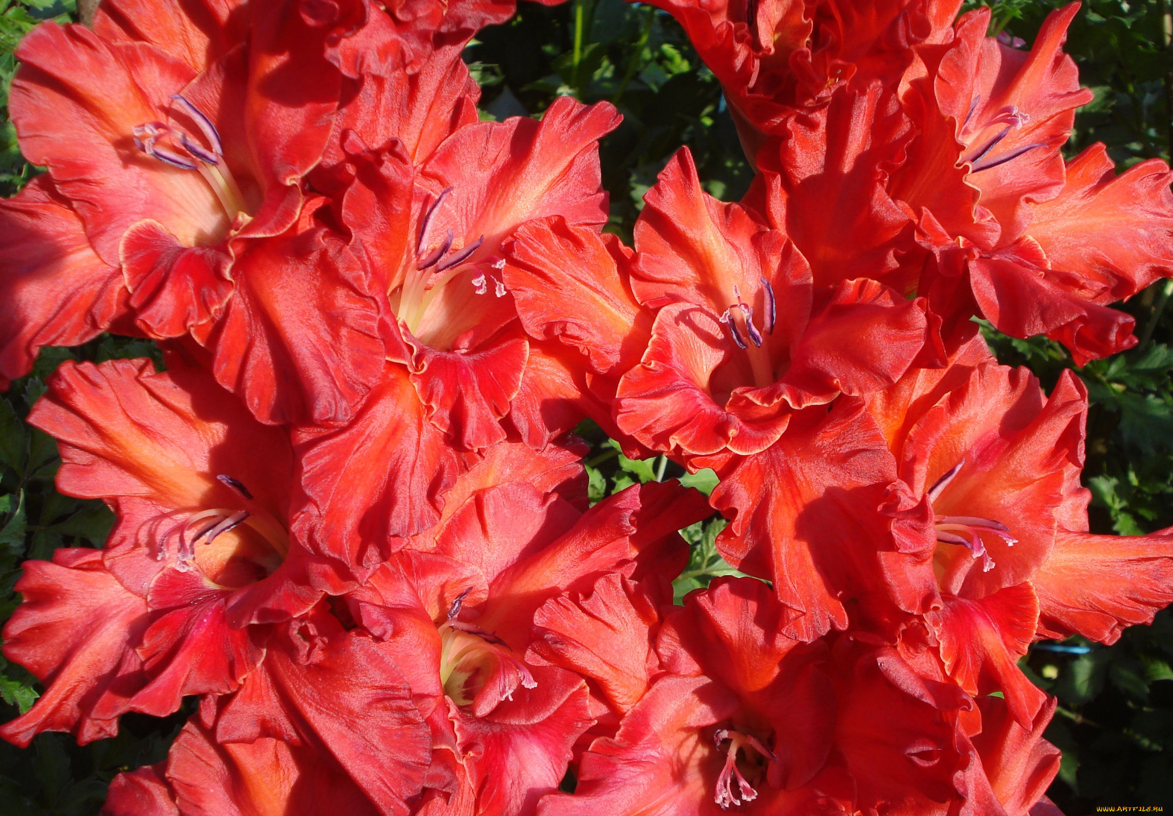 цветы, гладиолусы, красный