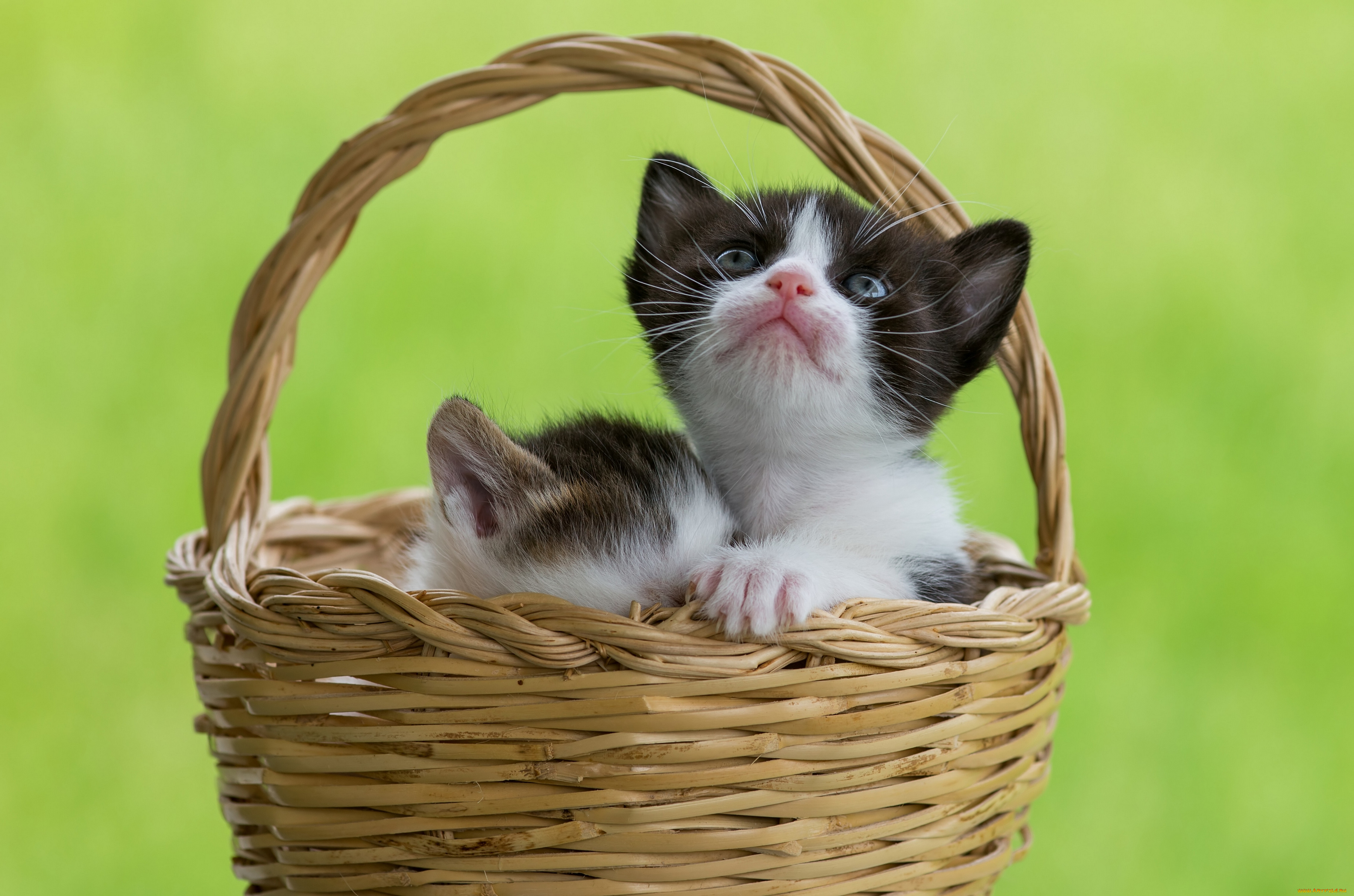 животные, коты, малыши, корзина, котята