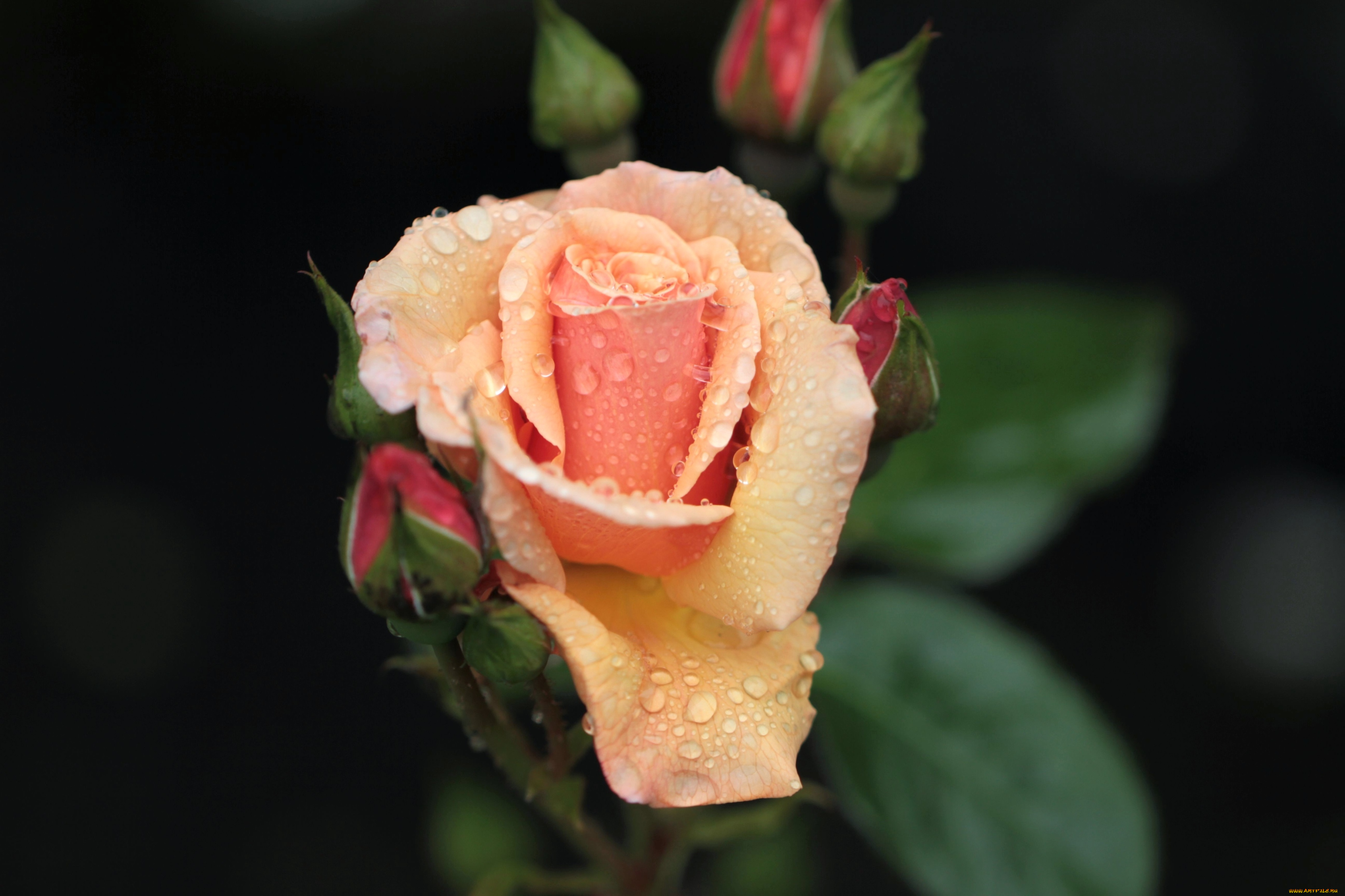цветы, розы, бутон, капли