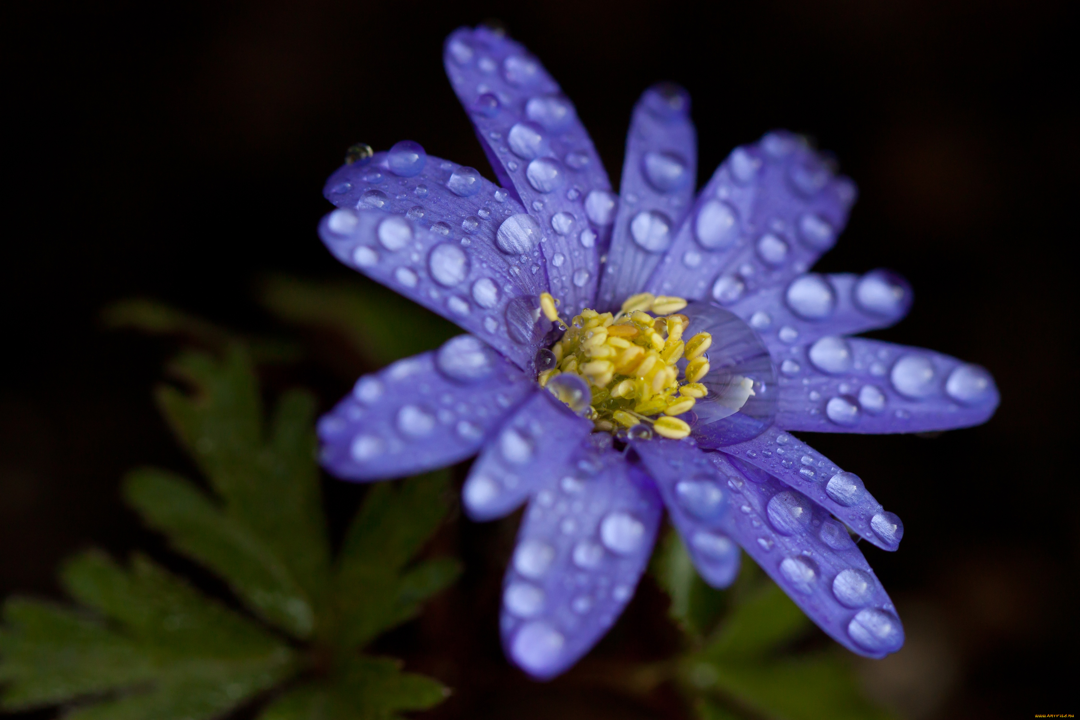 цветы, ветреницы, печёночницы, макро, капли, печеночница
