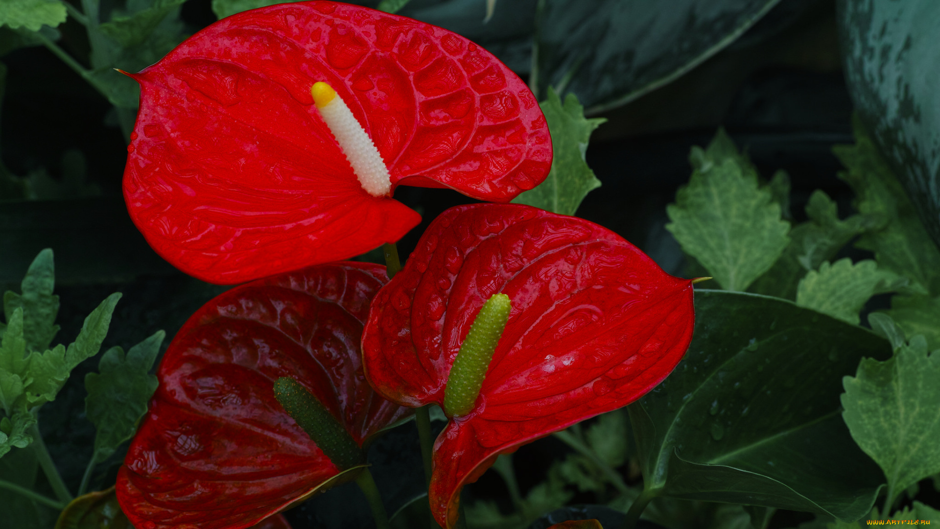 цветы, антуриум, , цветок, фламинго, калы, роса, капли, красные