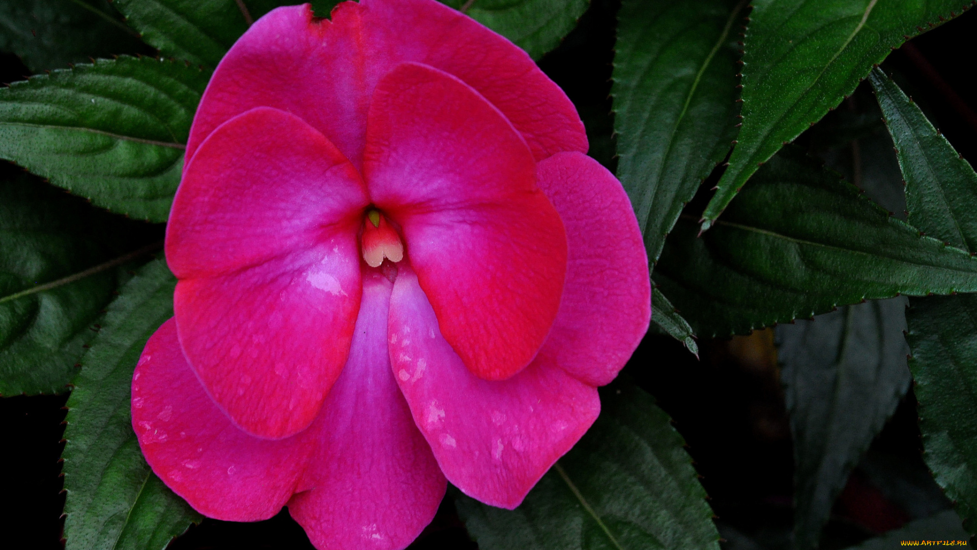 цветы, бальзамины, макро