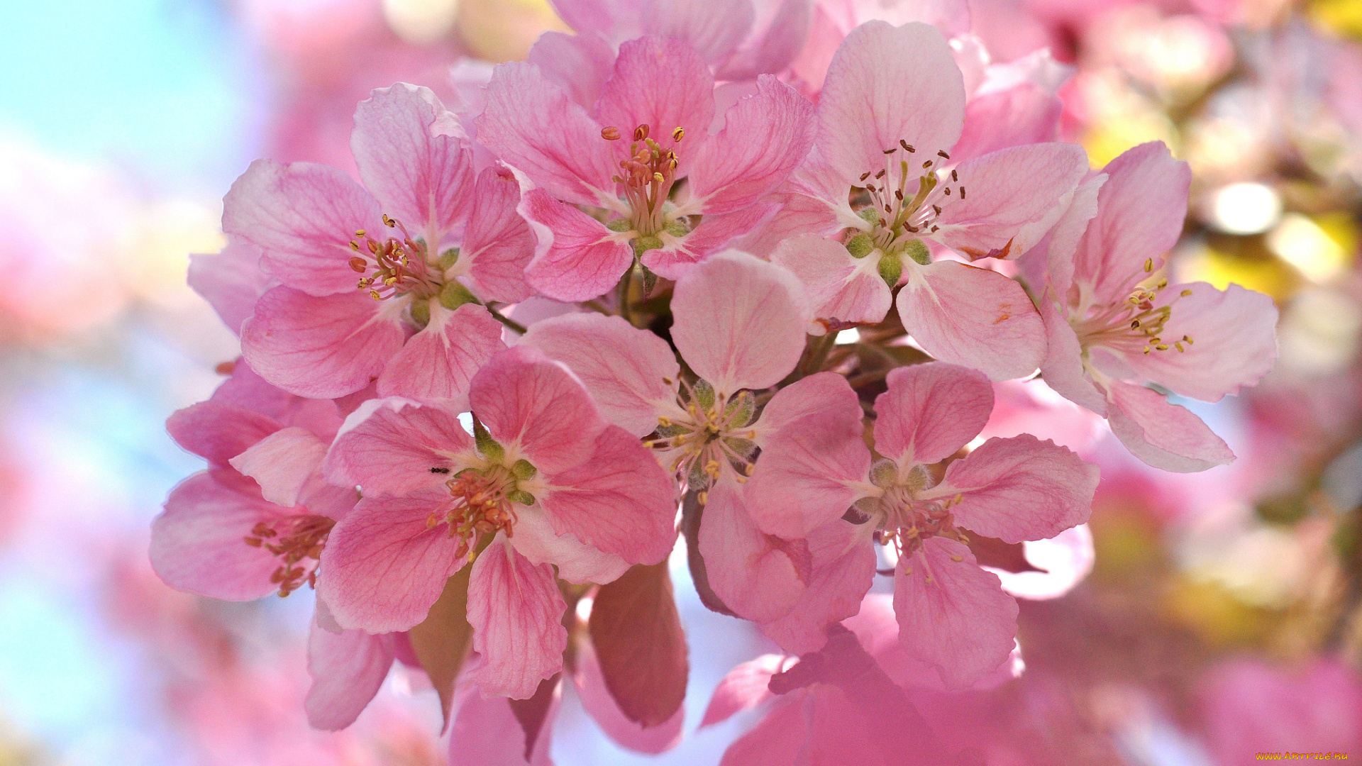 цветы, цветущие, деревья, , , кустарники, веточка, вишня