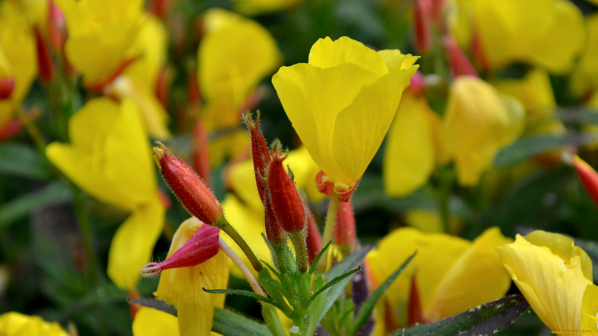 цветы, энотера, желтый