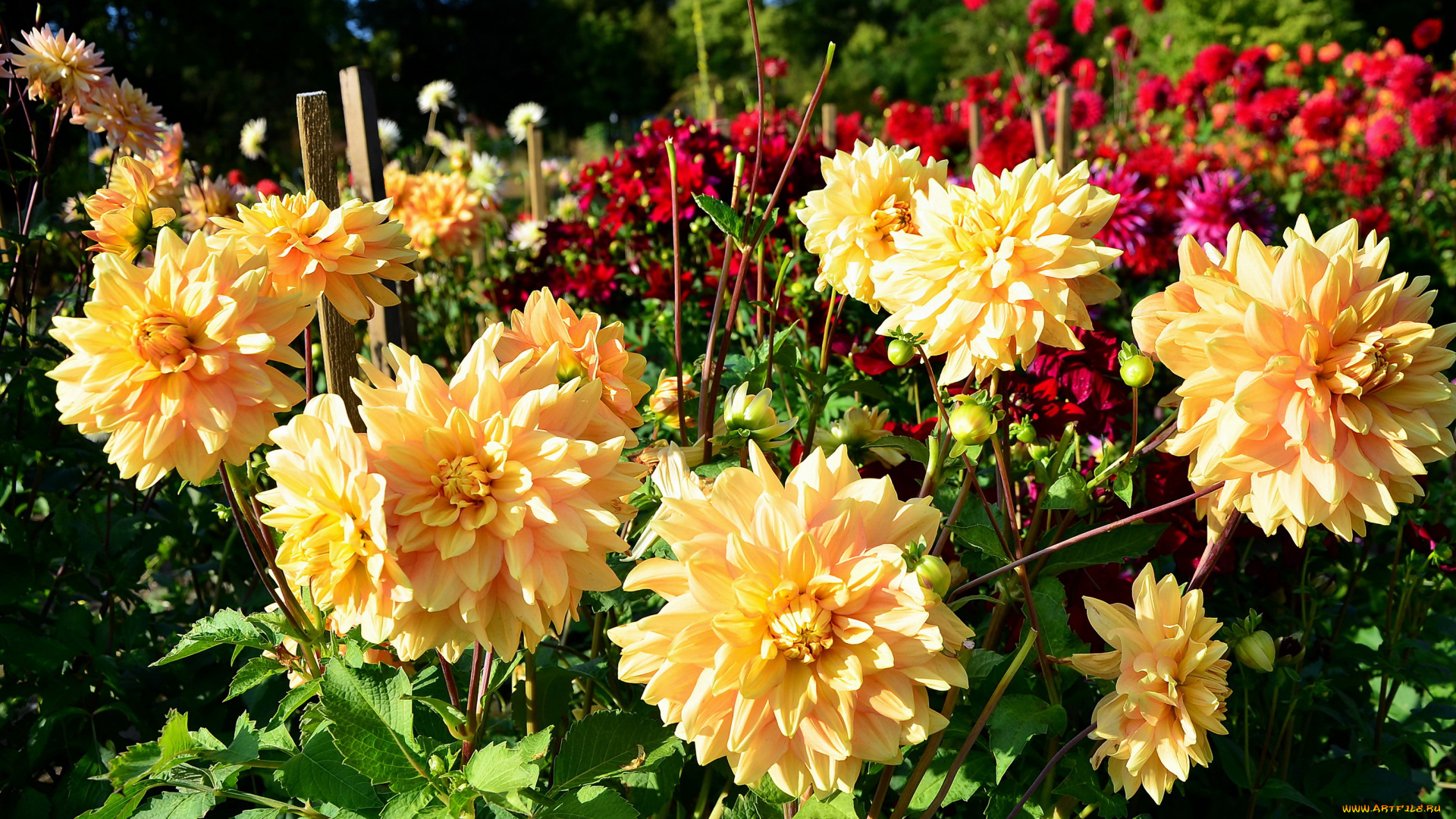 цветы, георгины, много, сад