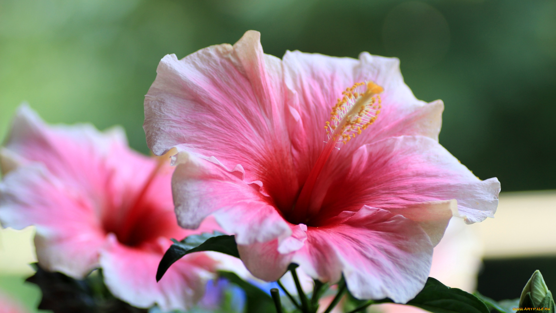 цветы, гибискусы, макро