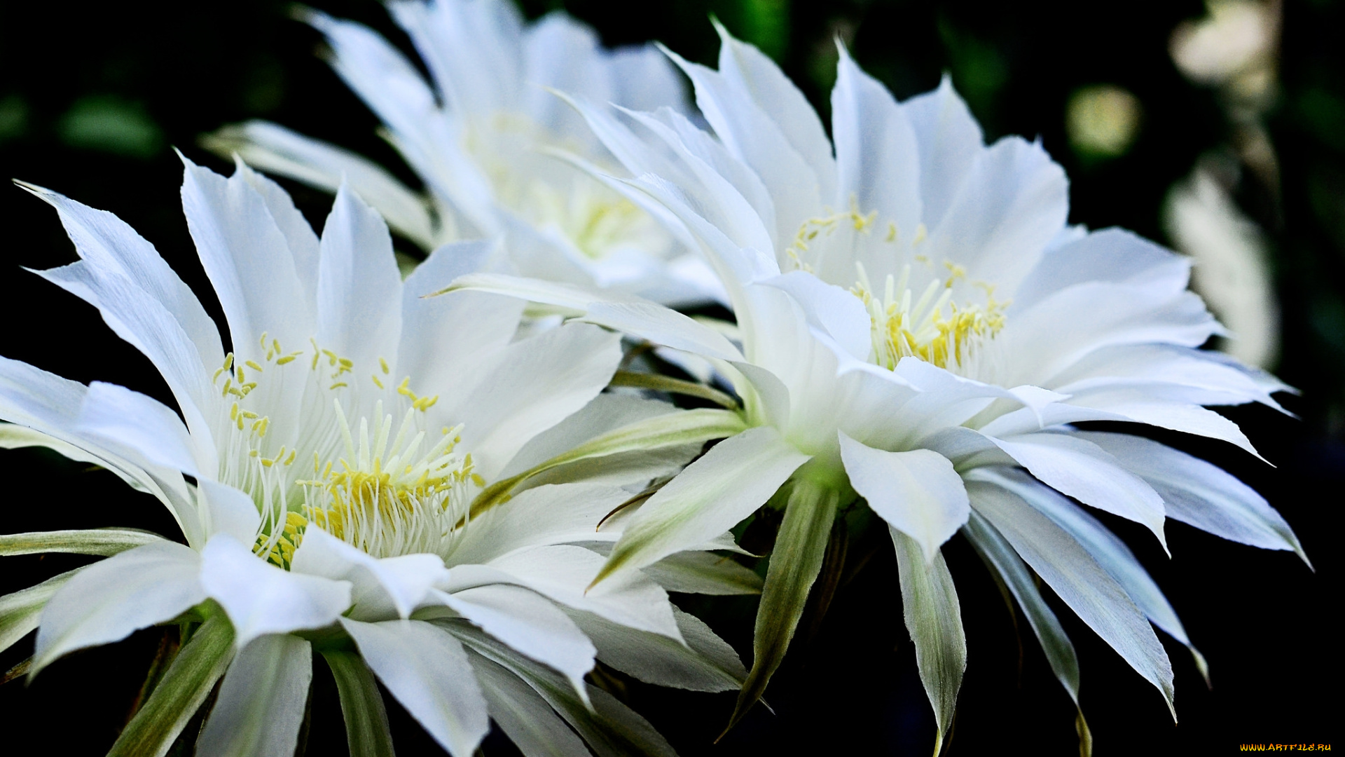 цветы, кактусы, белый