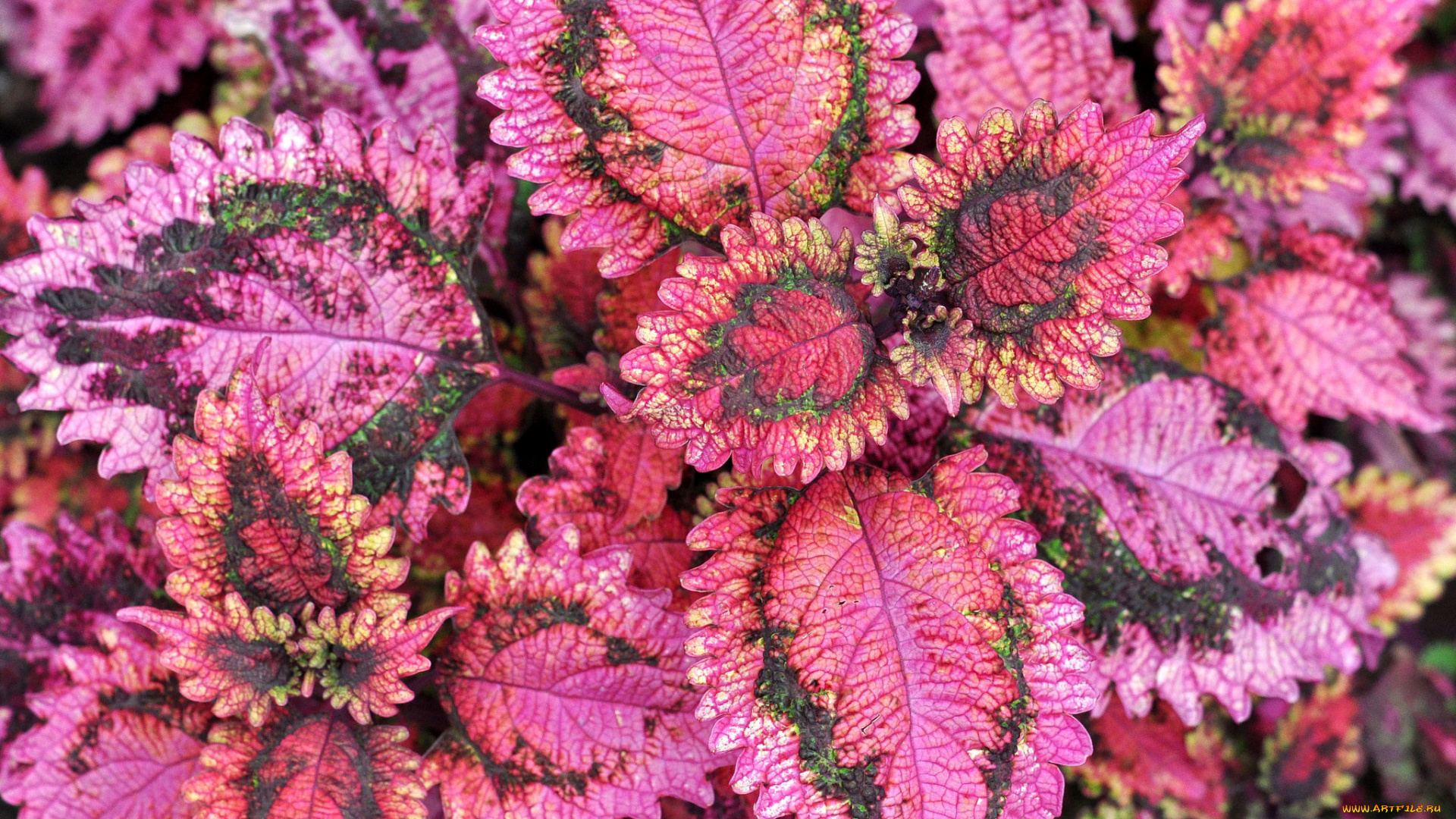 цветы, колеусы, , каладиумы, листья