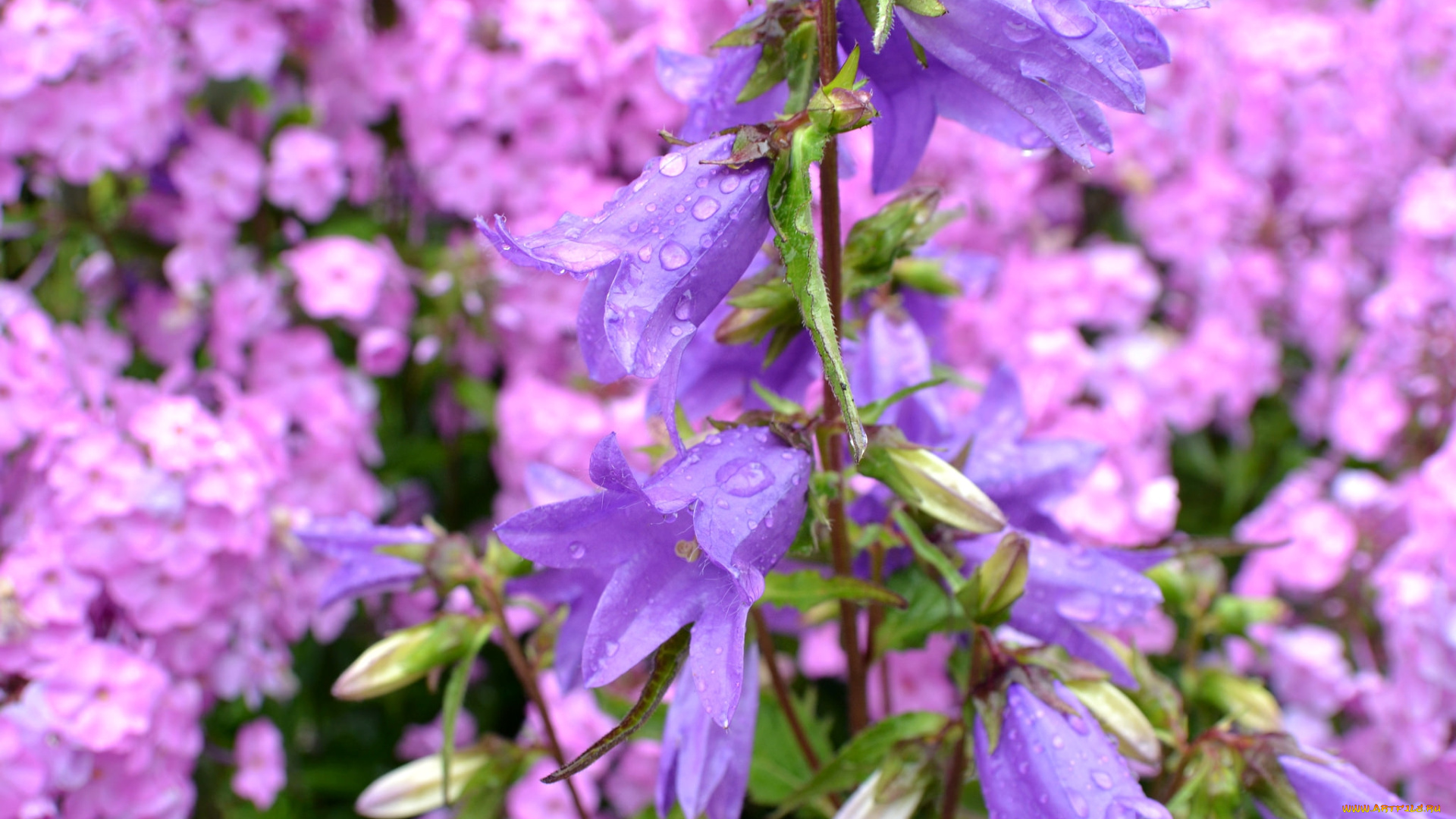 цветы, колокольчики, макро