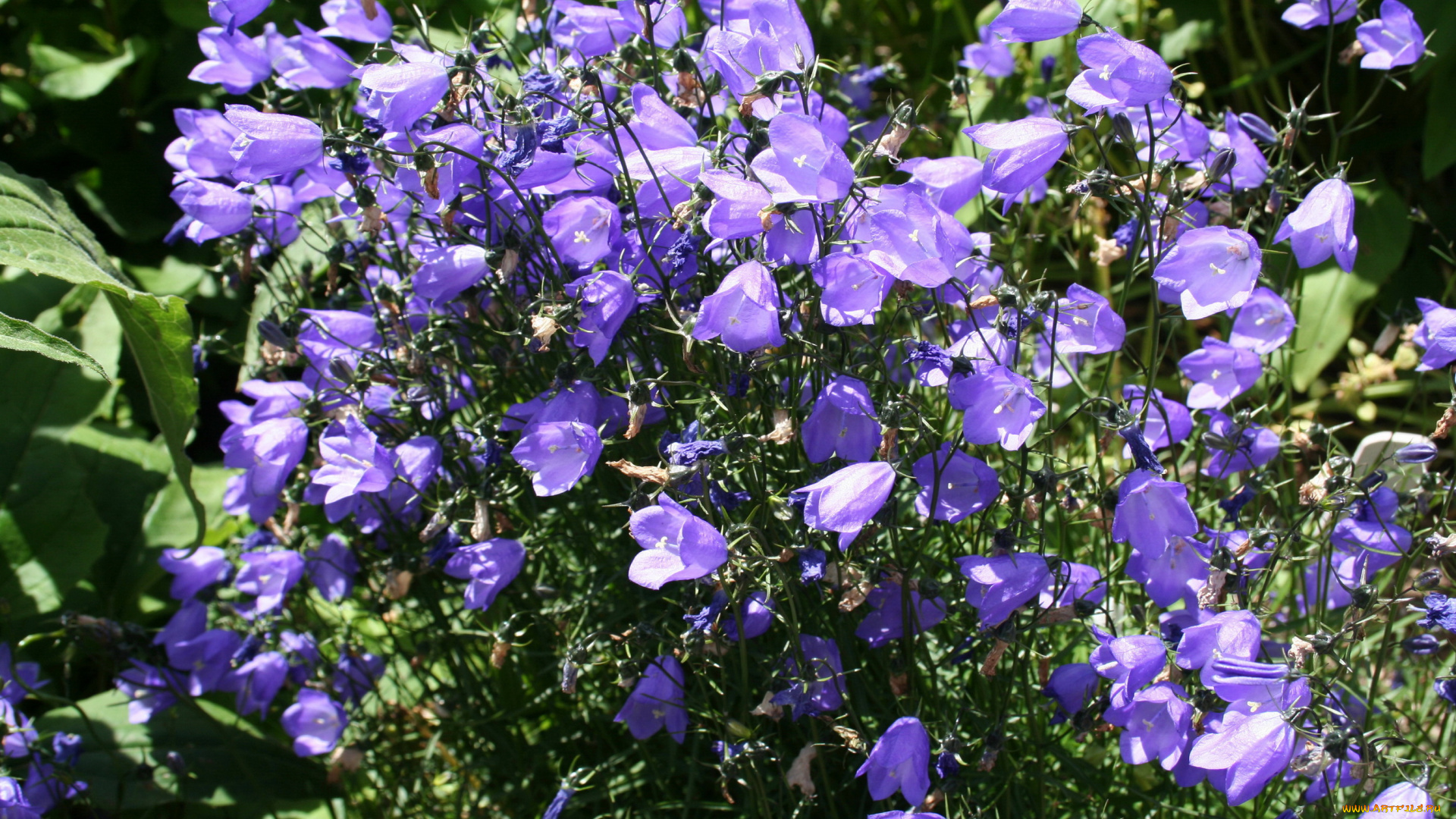 цветы, колокольчики, много