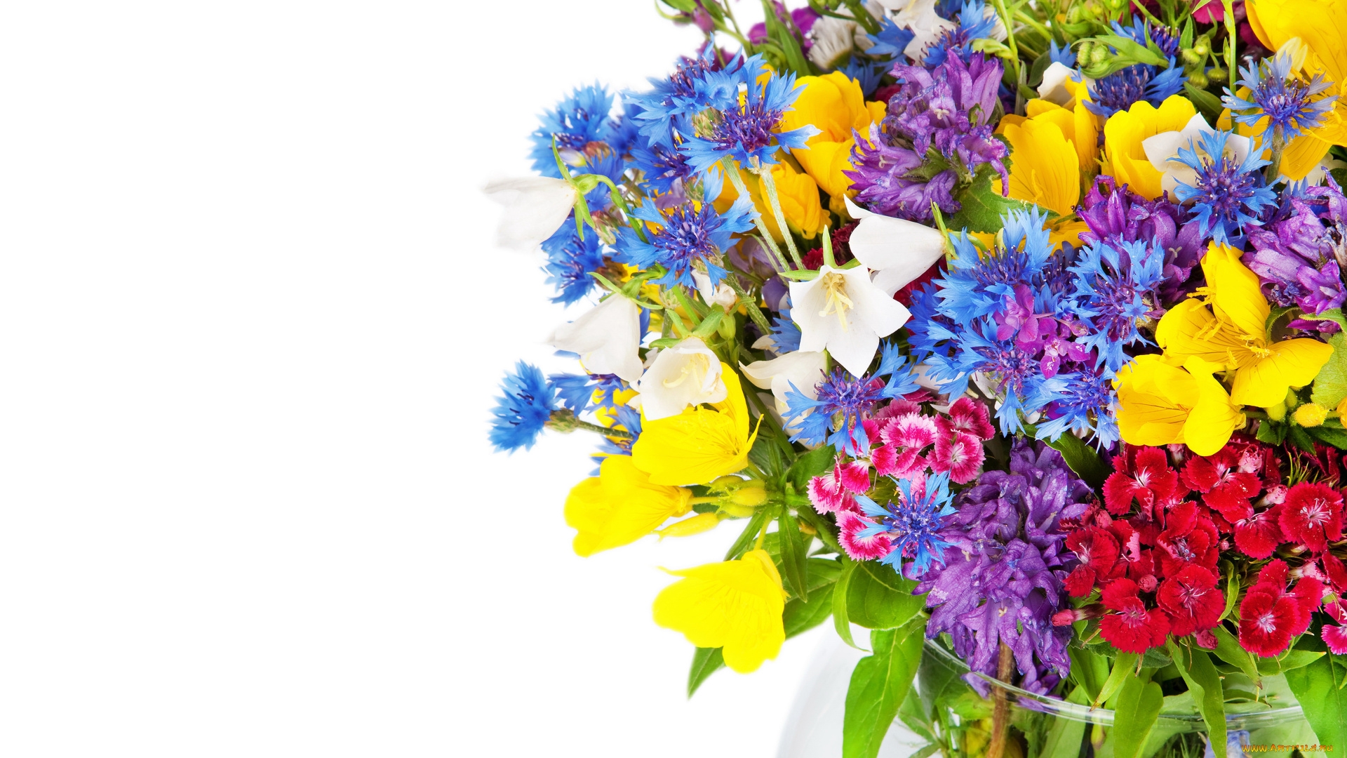 цветы, луговые, , полевые, , цветы, гвоздики, альстромерии, васильки, колокольчики