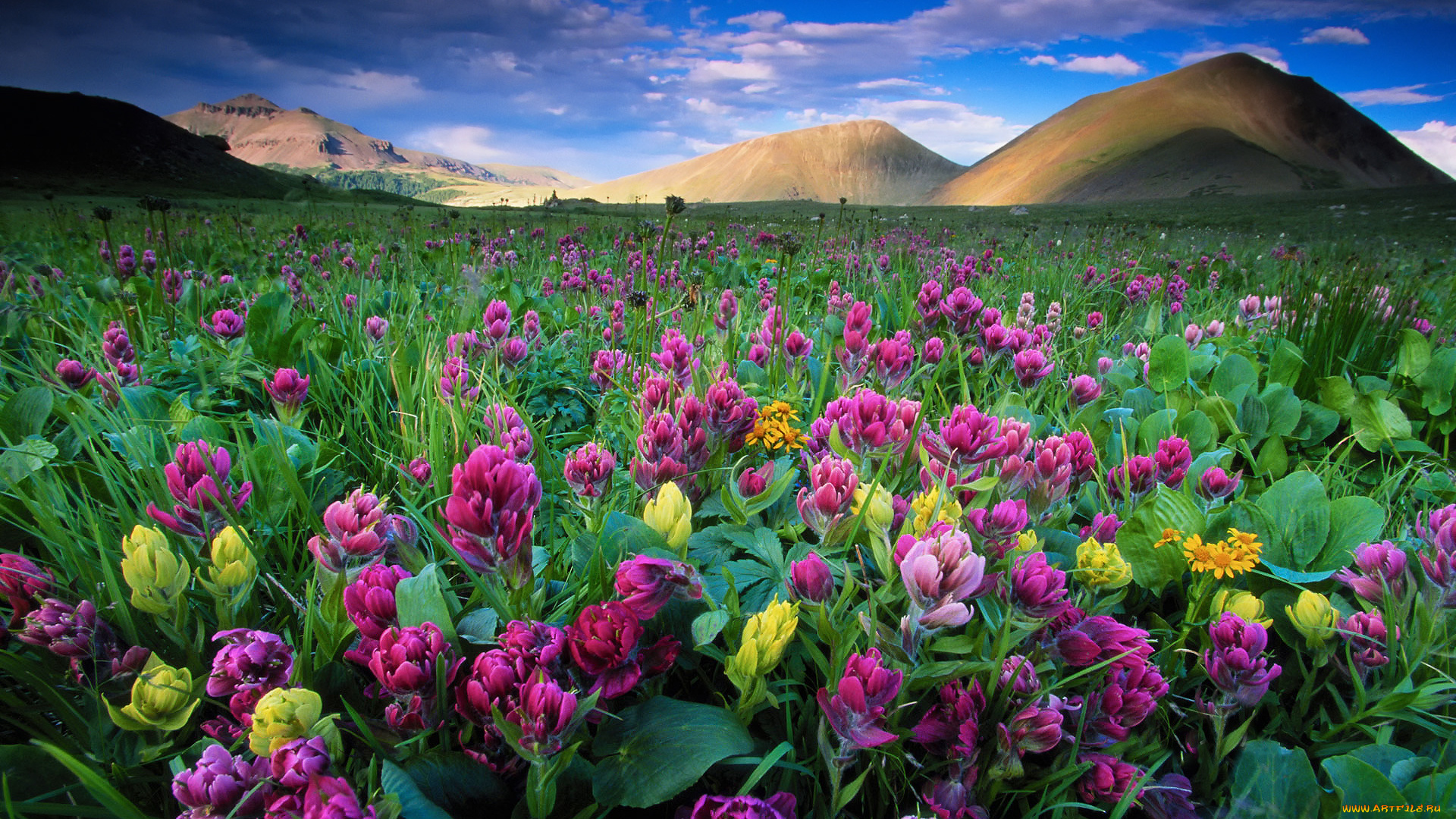 цветы, луговые, , полевые, , цветы, холмы, colorado, state, forest, park, небо, облака, parks, american, lakes, area, usa