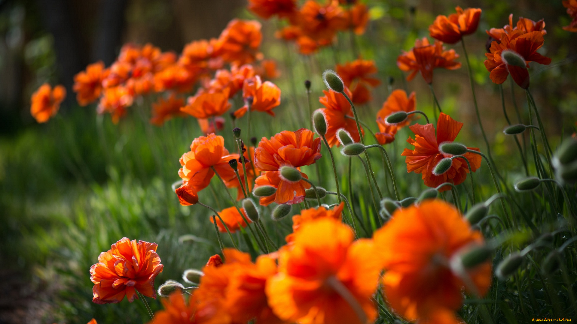 цветы, маки