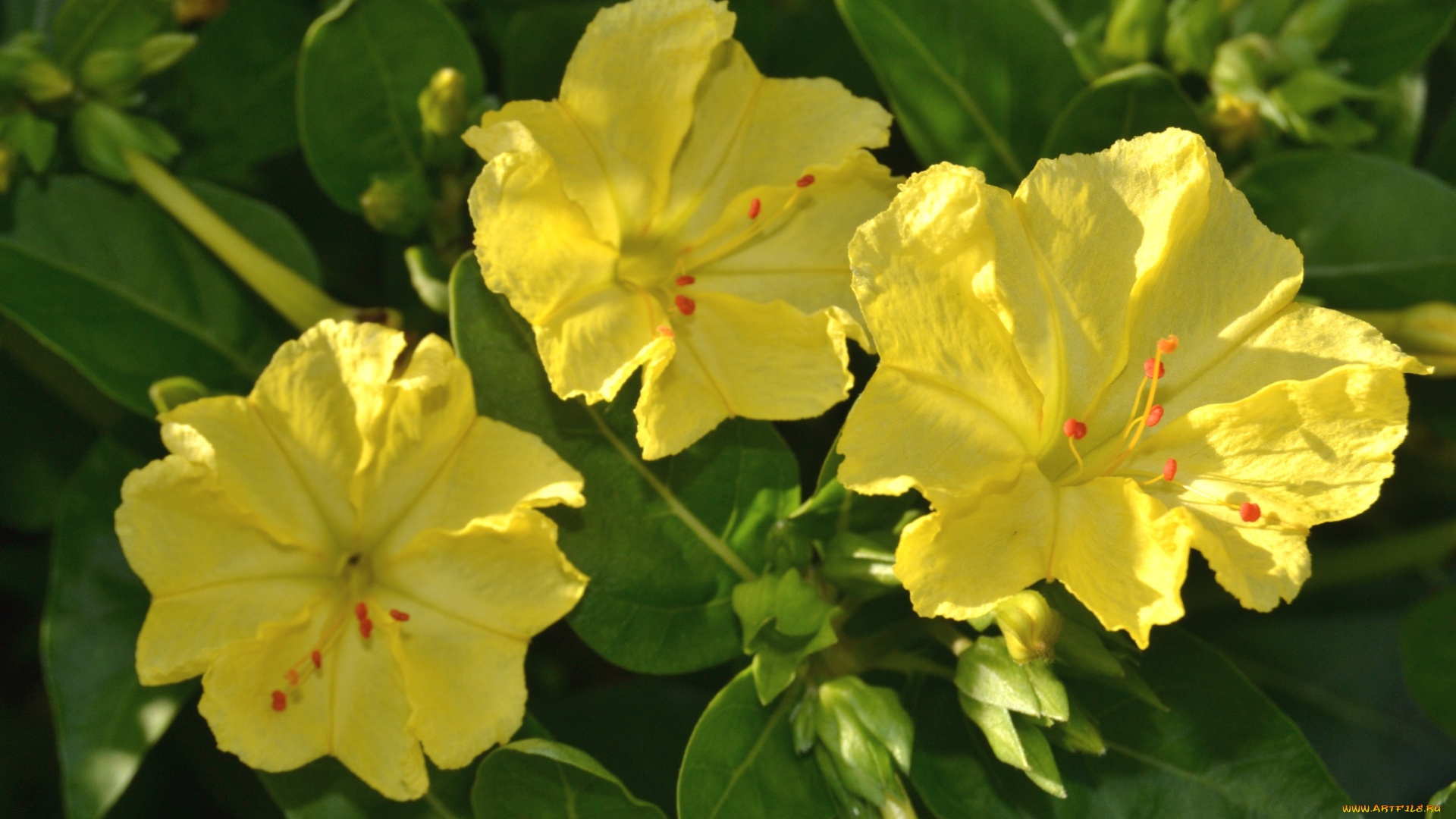 цветы, мирабилис, , ночная, красавица, желтый