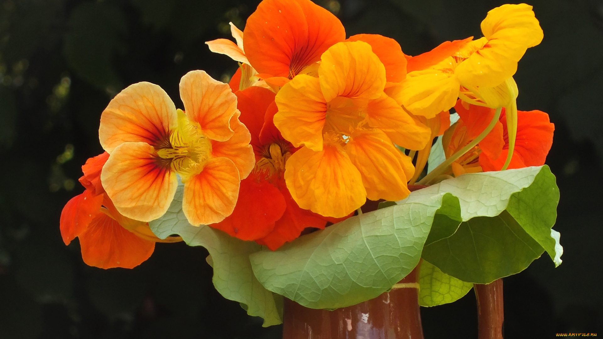 цветы, настурции, оранж