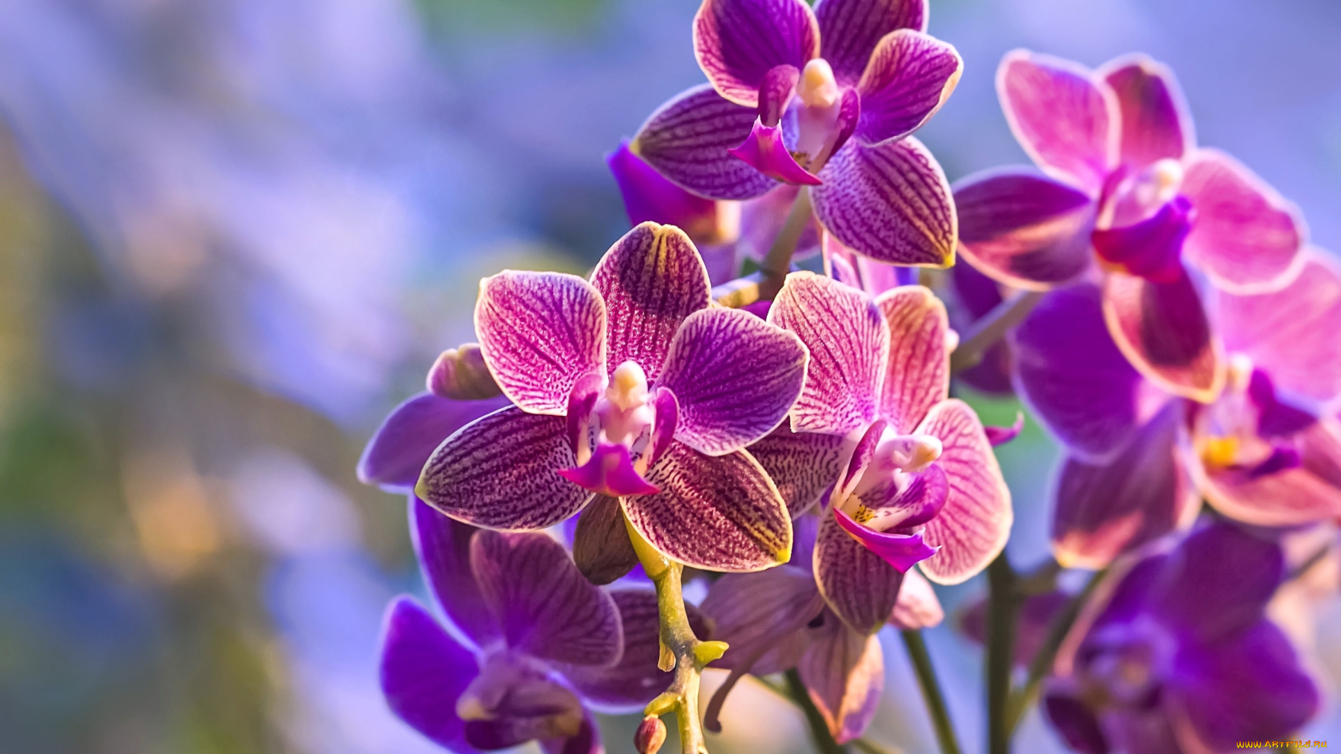 цветы, орхидеи, розовый