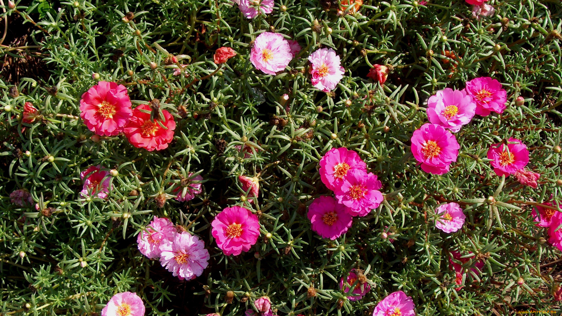 цветы, портулак, много, сад