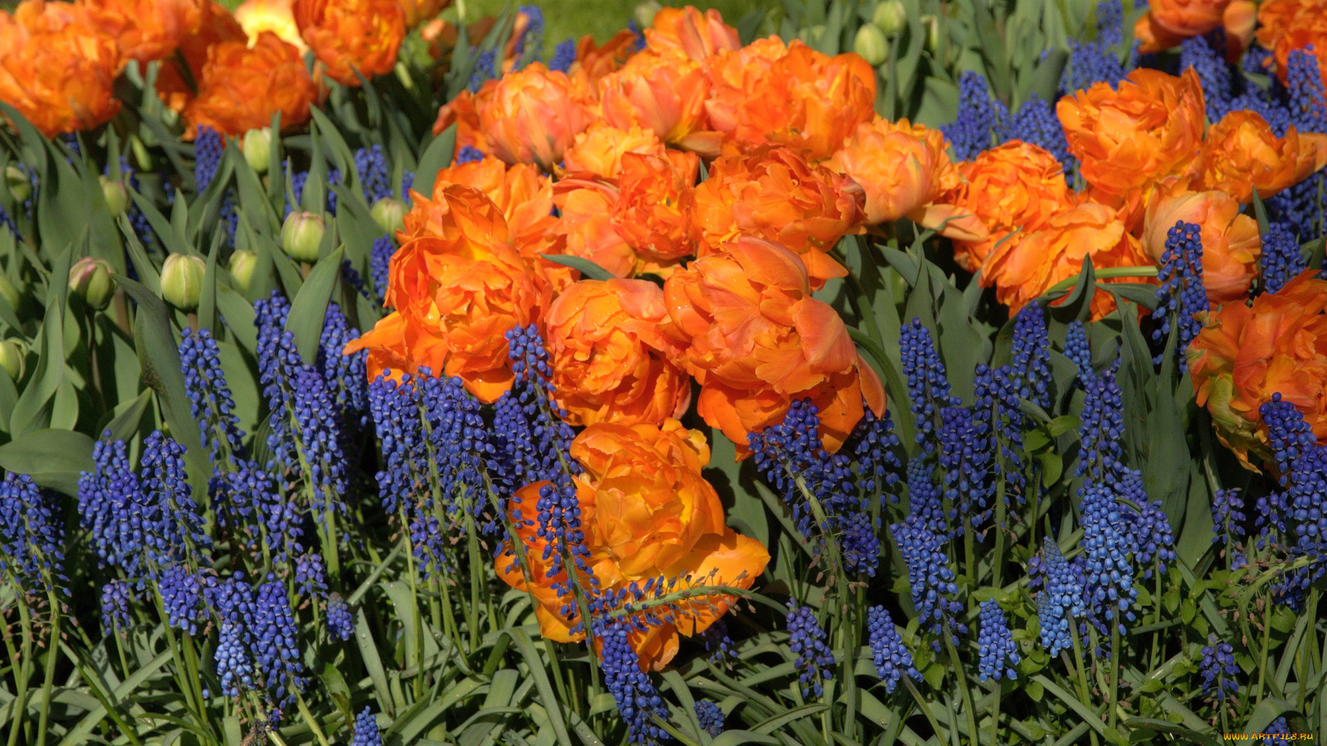 цветы, разные, вместе, дельфиниум, тюльпаны, delphinium