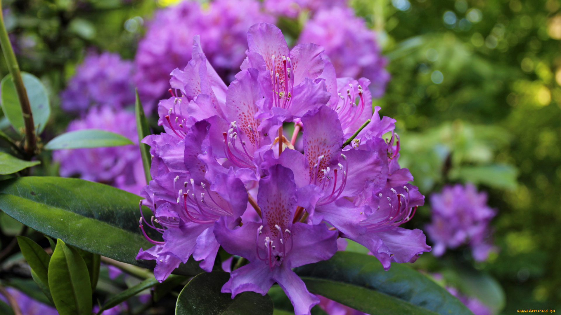 цветы, рододендроны, , азалии, лиловый