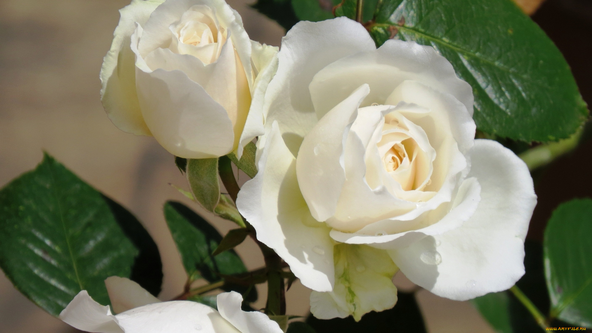 цветы, розы, белый