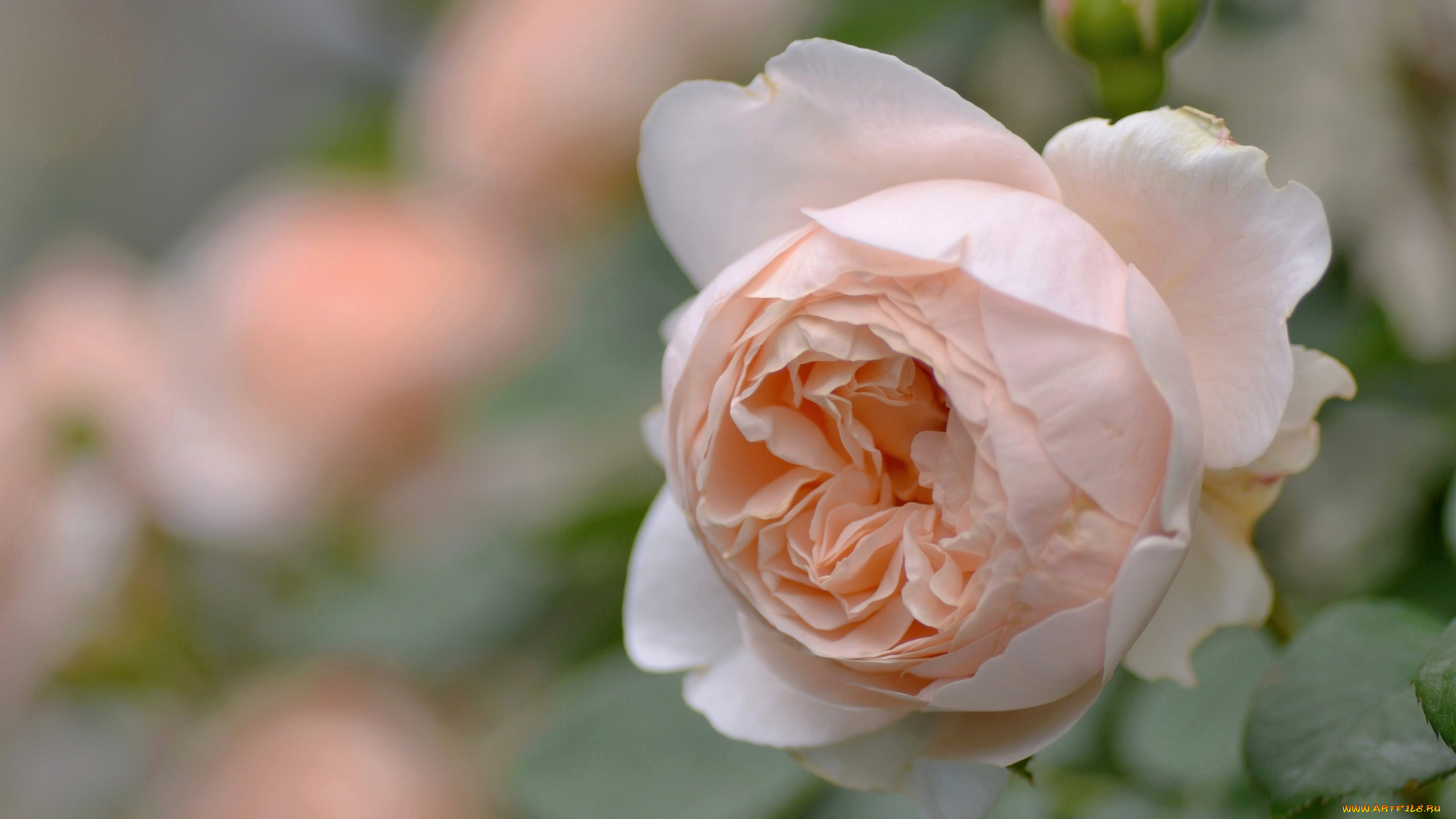 цветы, розы, беж