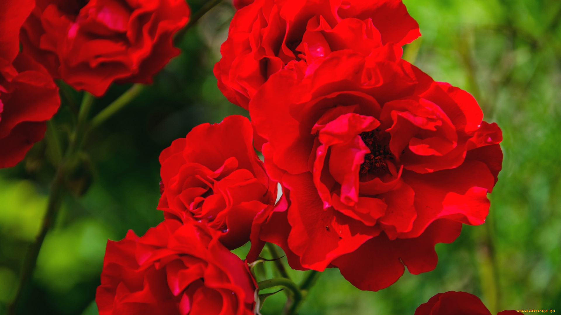 цветы, розы, красный
