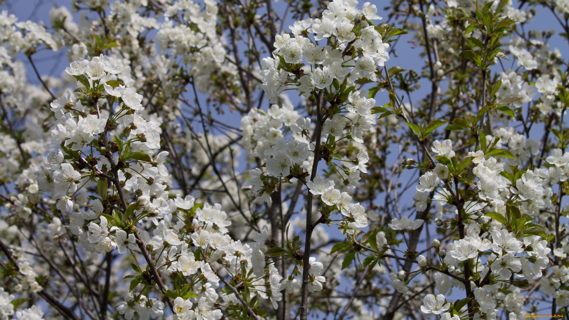 цветы, сакура, , вишня, лепестки, ветки
