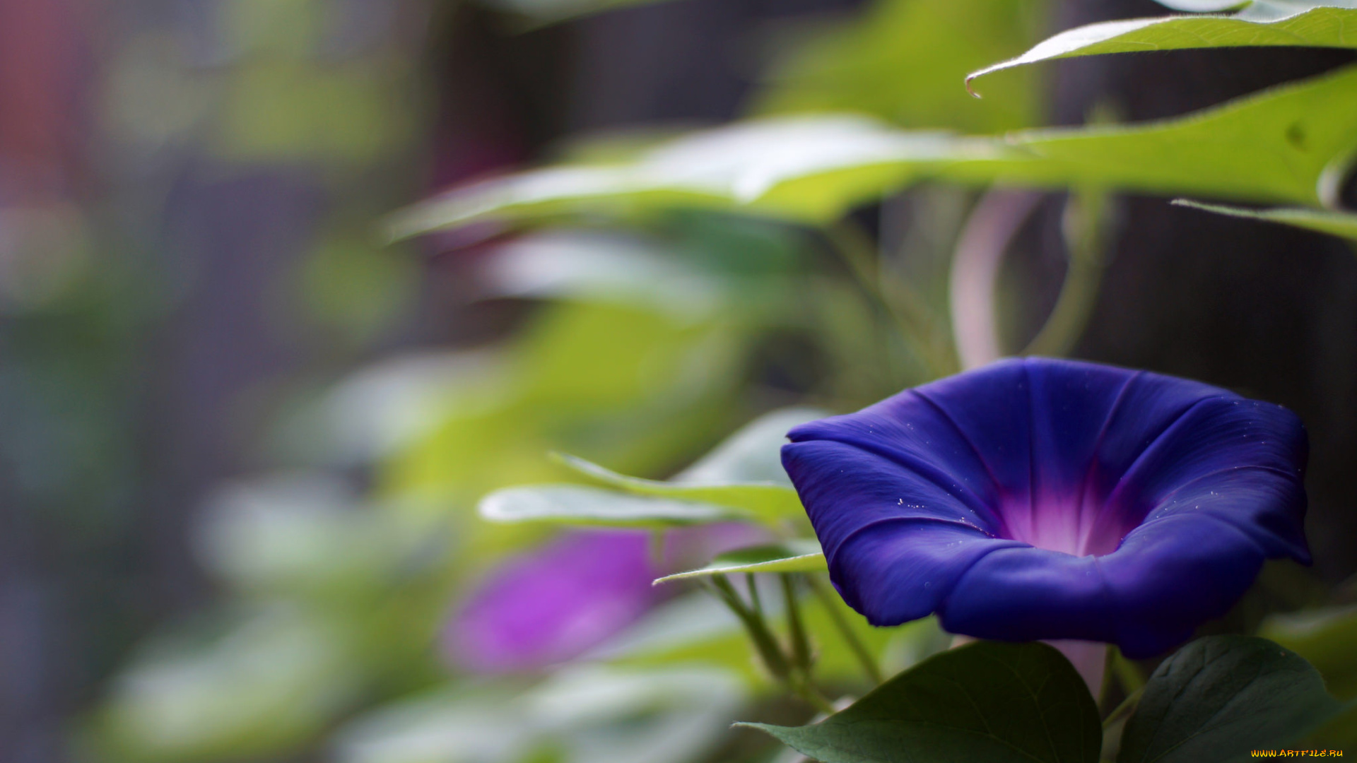 цветы, вьюнки, , ипомеи, листья, фиолетовый, вьюнок