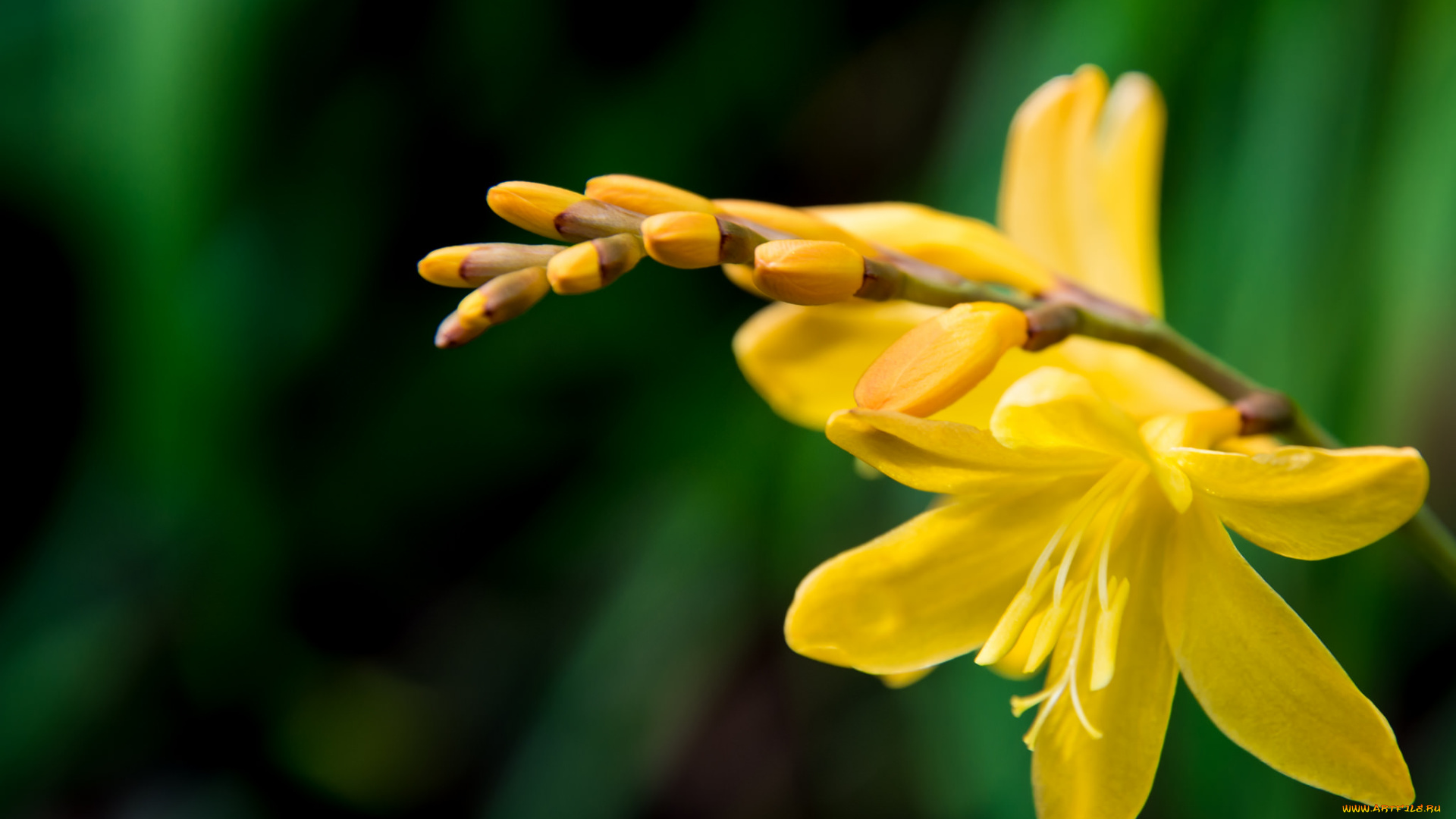 цветы, зелёный, фон, жёлтые, соцветие, веточка, цветочки