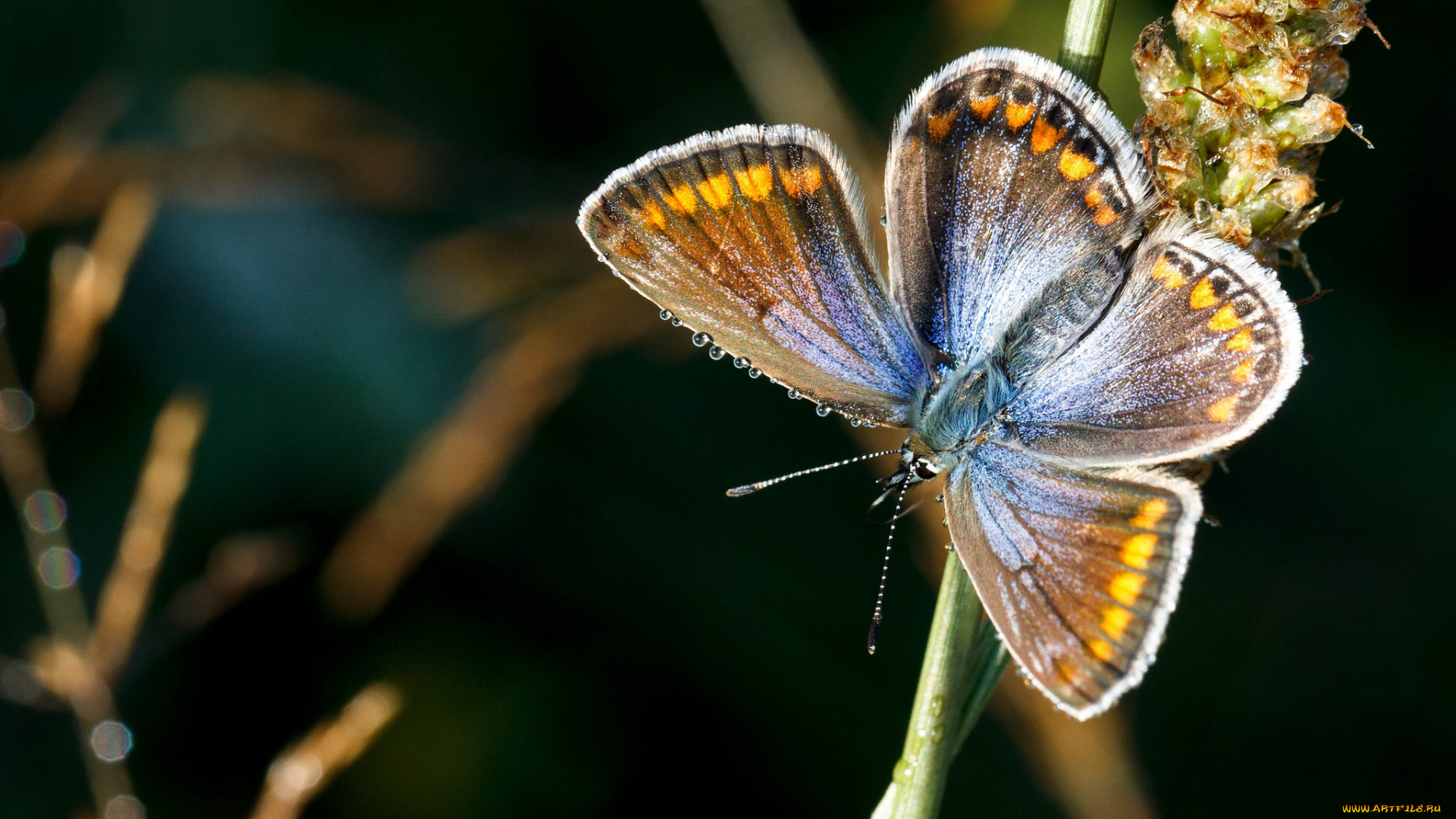 животные, бабочки, бабочка
