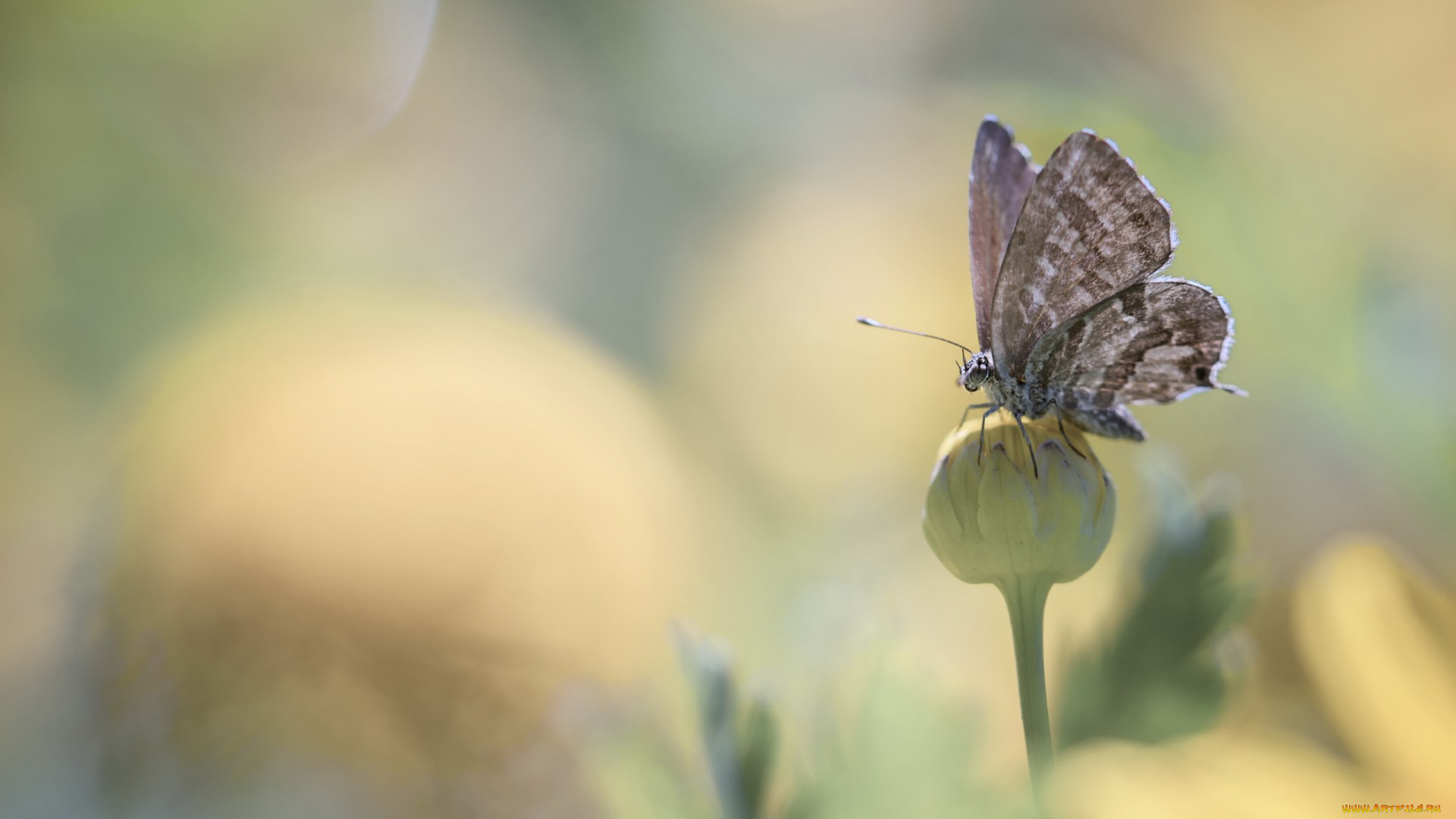 животные, бабочки, бабочка, бутон