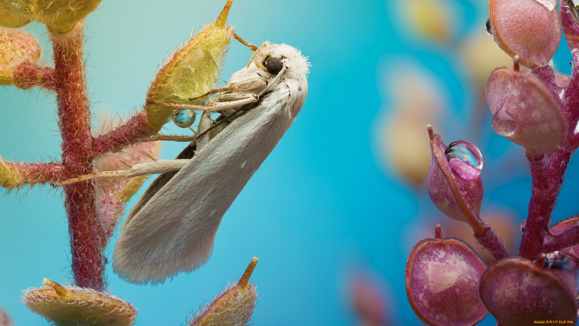 животные, бабочки, капли, моль, бабочка, растение