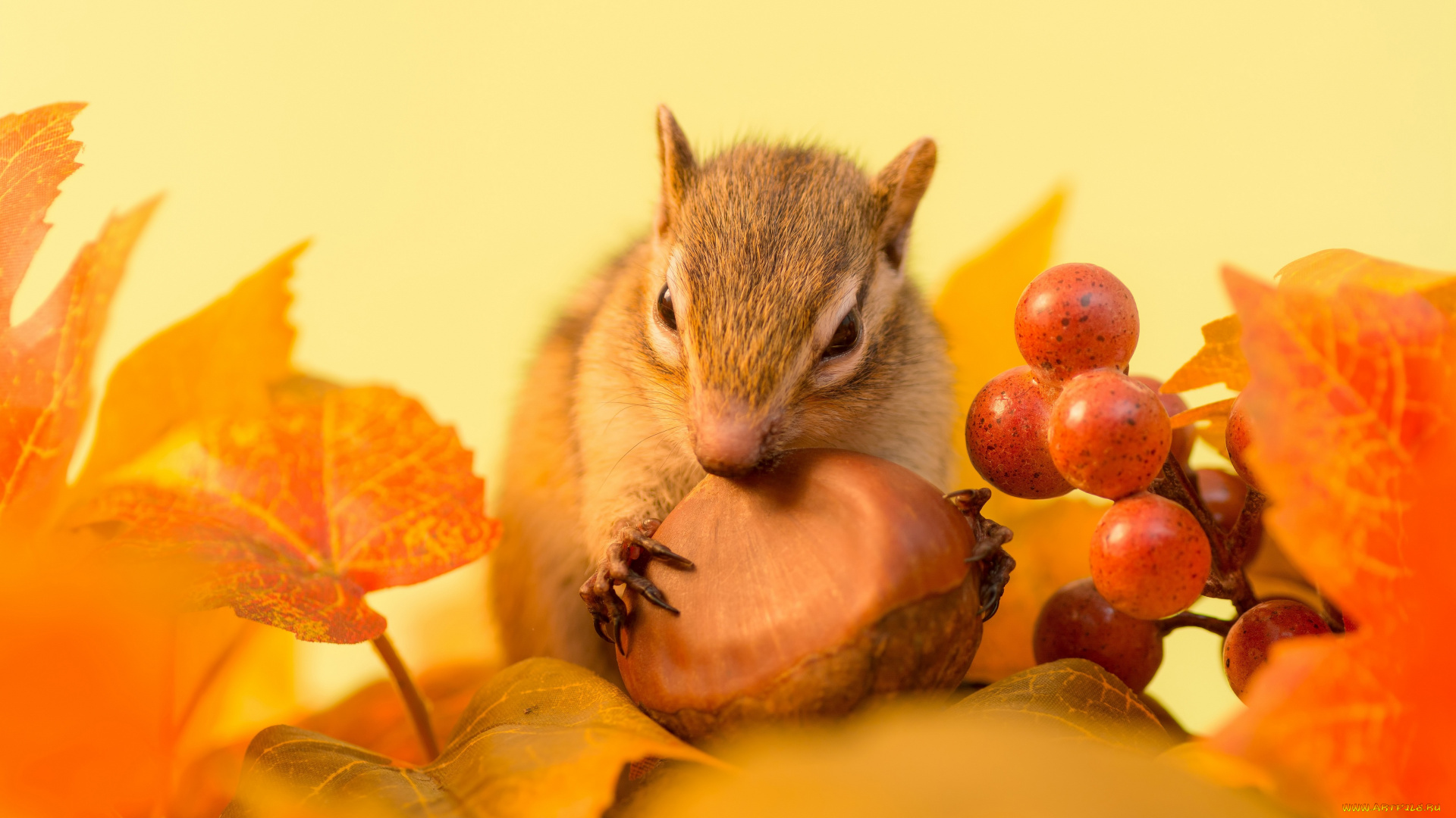животные, бурундуки, бурундук, ягоды, зимний, припас, орех, веточка, листья, осень