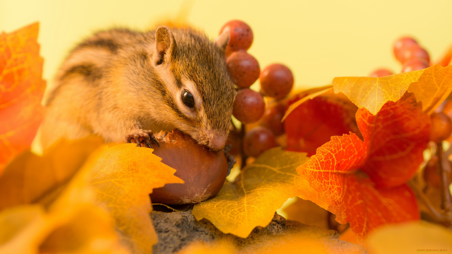 животные, бурундуки, орех, бурундук, ягоды, веточка, осень, листья, зимний, припас