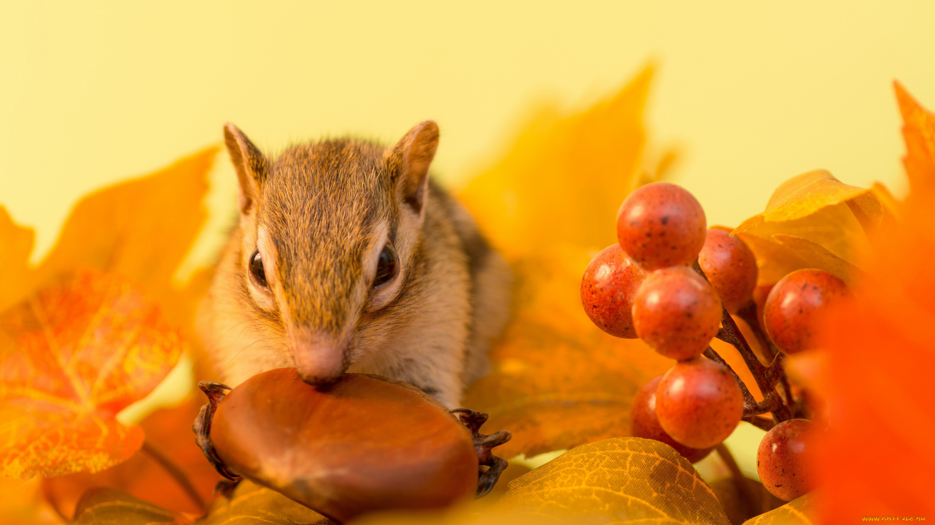 животные, бурундуки, осень, зимний, припас, орех, бурундук, листья, ягоды, веточка