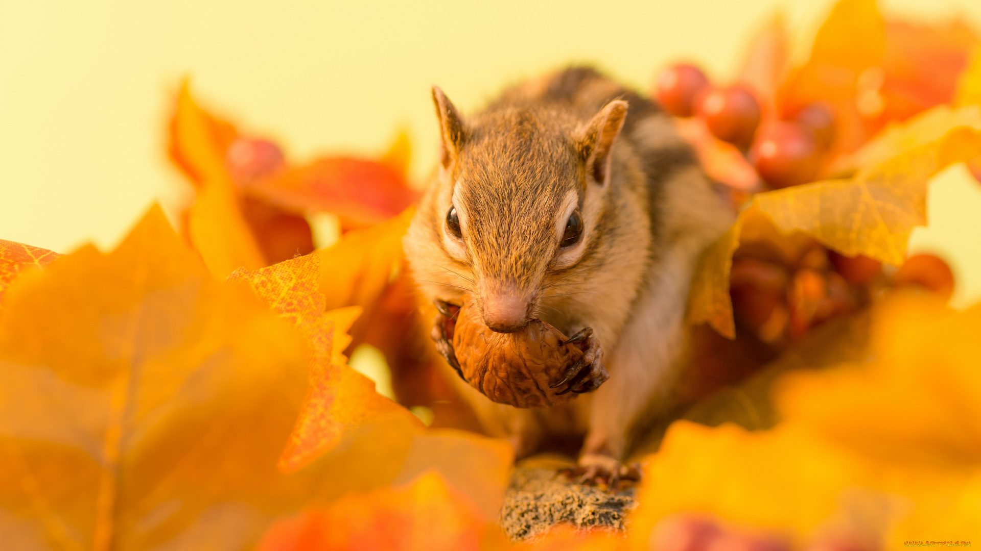 животные, бурундуки, веточка, листья, осень, ягоды, бурундук, орех, зимний, припас