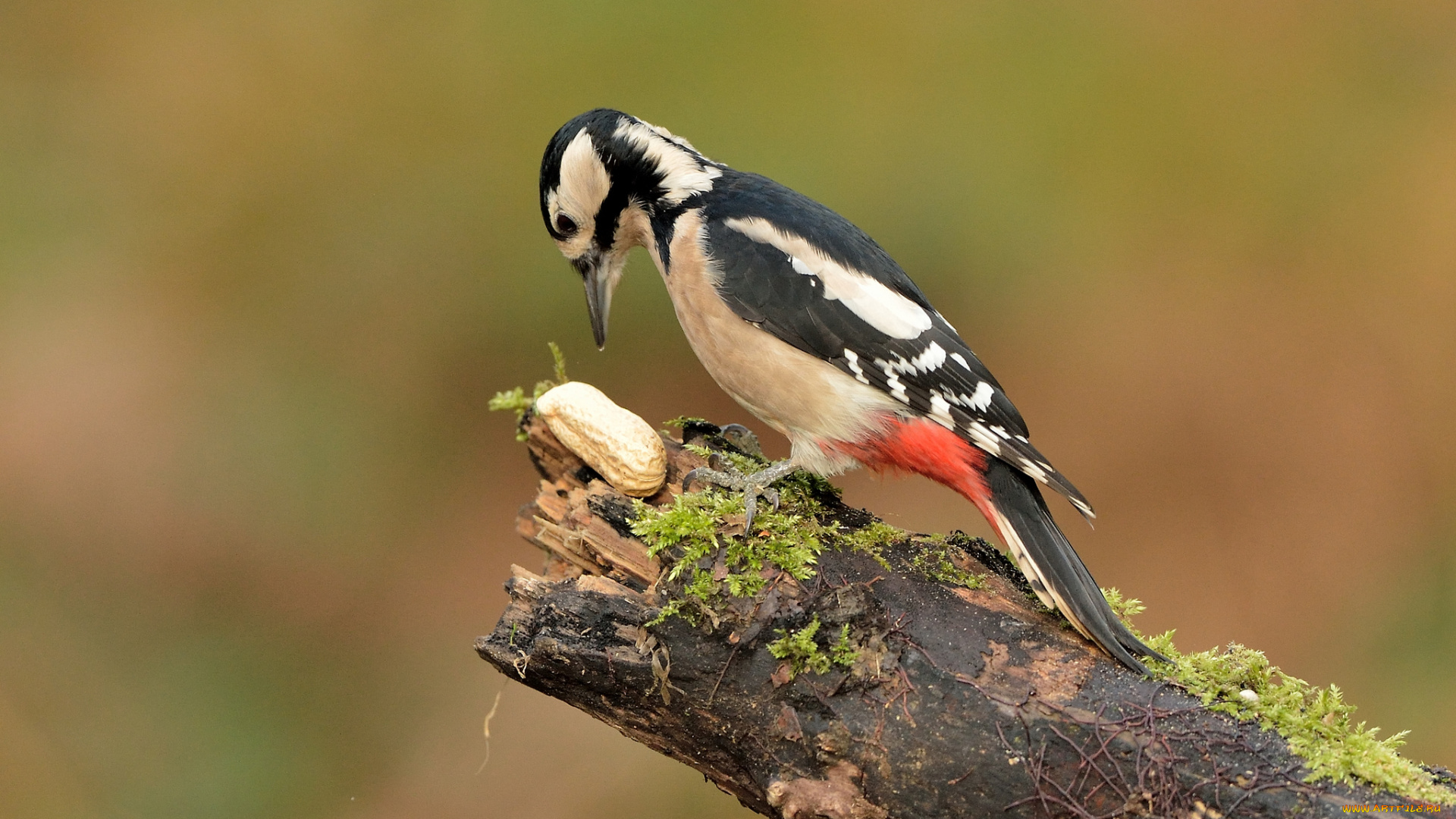 животные, дятлы, дятел