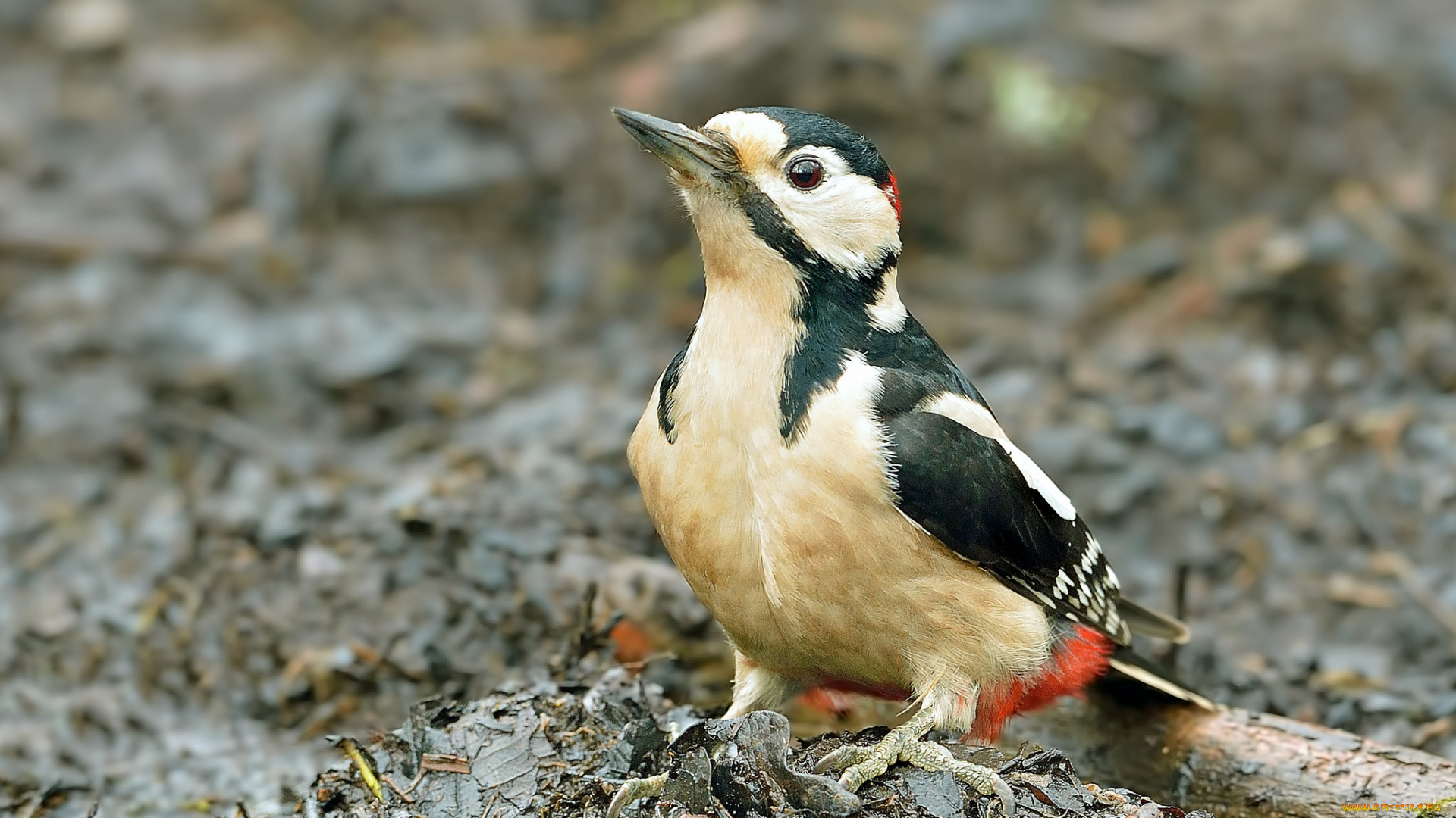 животные, дятлы, дятел