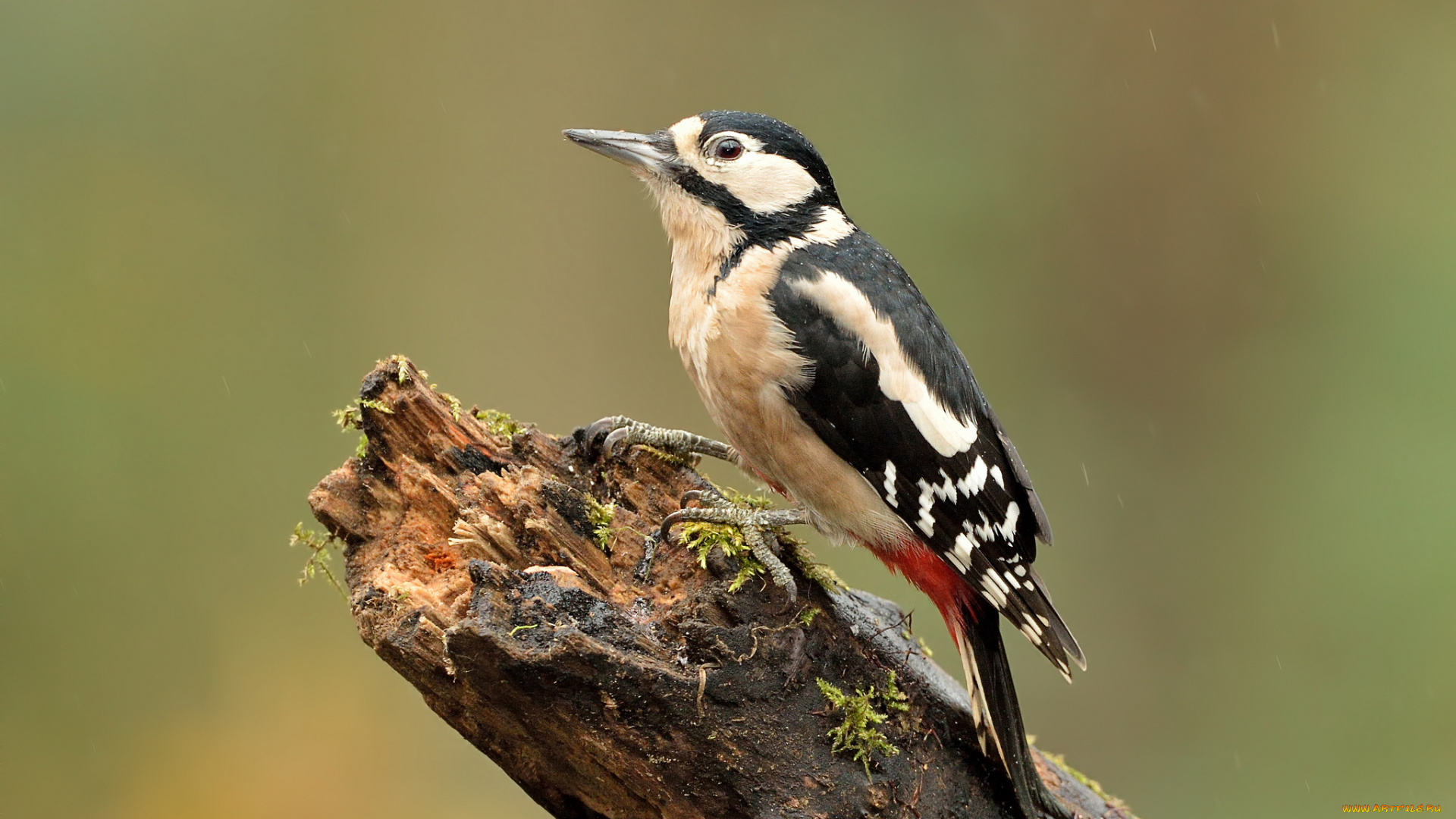 животные, дятлы, дятел